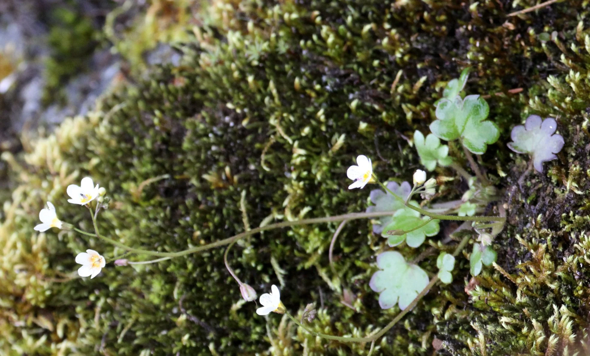 SAXIFRAGACEAE - SAXIFRAGA SPECIES - THOMPSON SOUND BC (2).JPG
