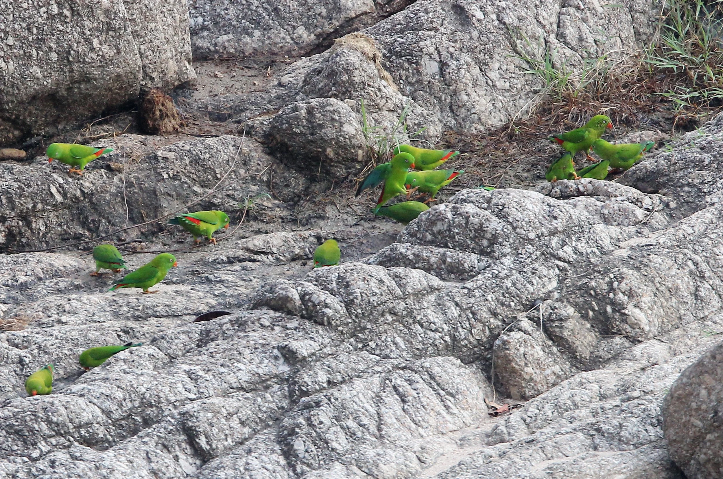 BIRD - PARROT - VERNAL HANGING PARROT - KHAO BAN DAI - HUAI KHA KHAENG NATURE RESERVE - THAILAND (6).JPG