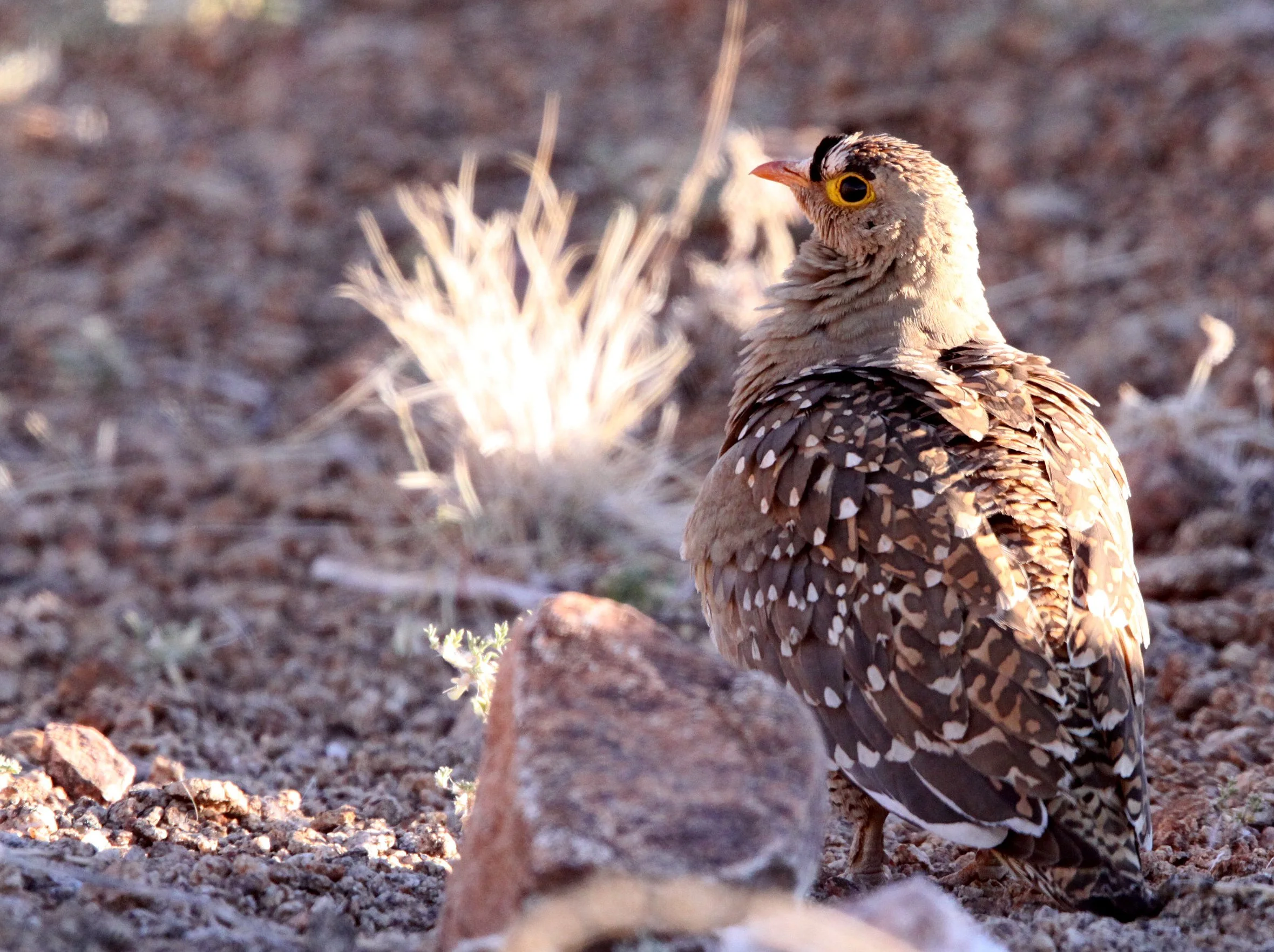 Double-banded Sandgrouse (Pterocles bicinctus) Augrabies Falls NP South Africa (8).JPG