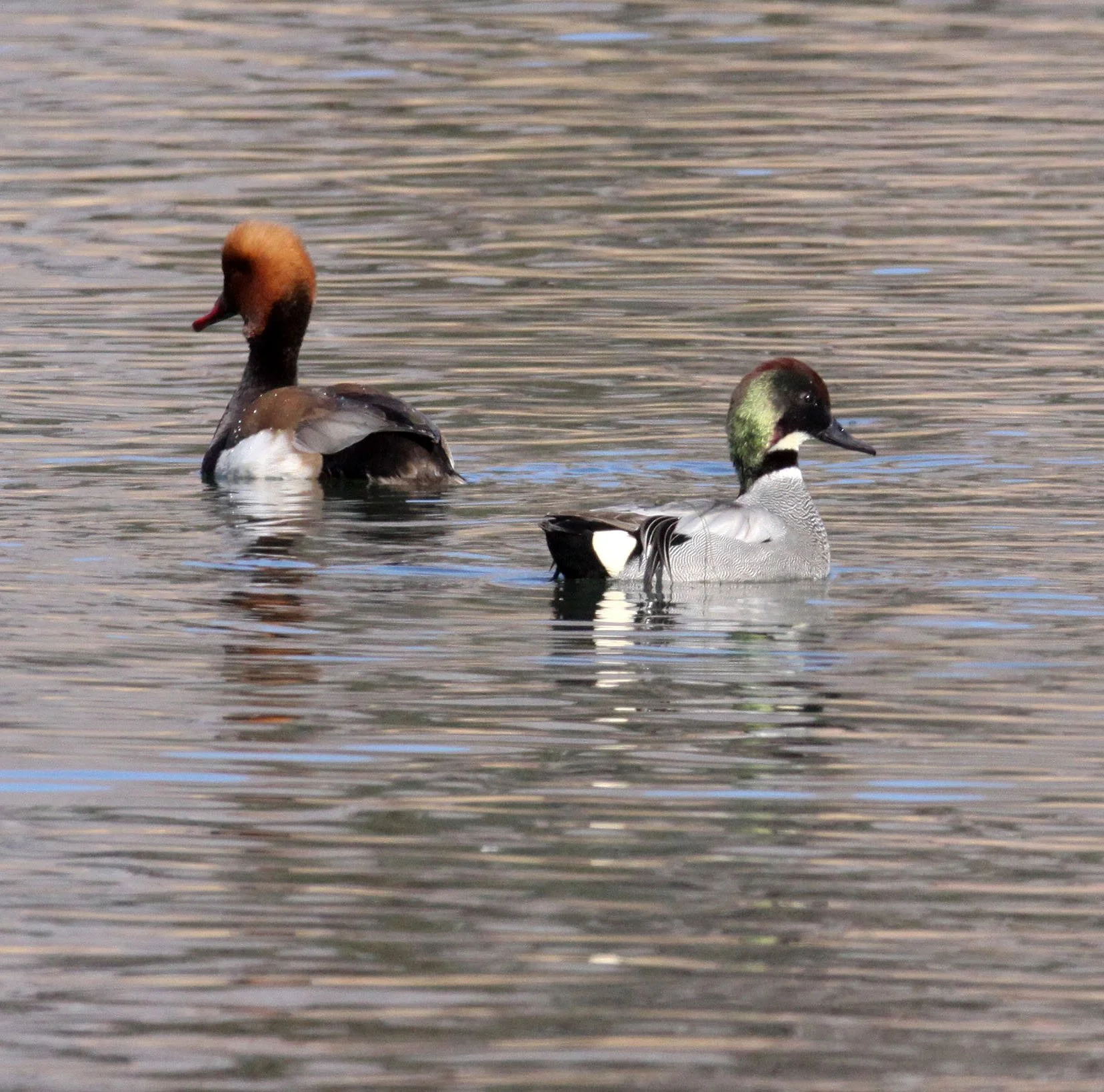 TEAL - FALCATED DUCK (TEAL) - Mareca falcata - WITH RED-CRESTED POCHARD (Netta rufina) - CAO HAI WETLANDS PARK YUNNAN CHINA (33).JPG