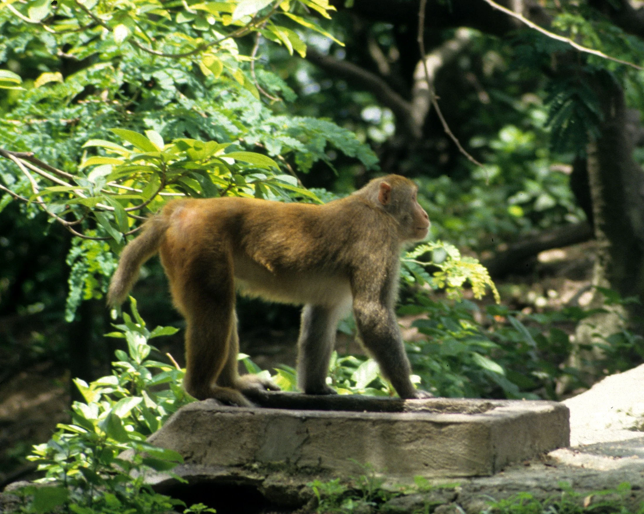PRIMATE - MACAQUE - BEAR MACAQUE - MACACUS ARCTOIDES - HALONG BAY MONKEY ISLAND.jpg