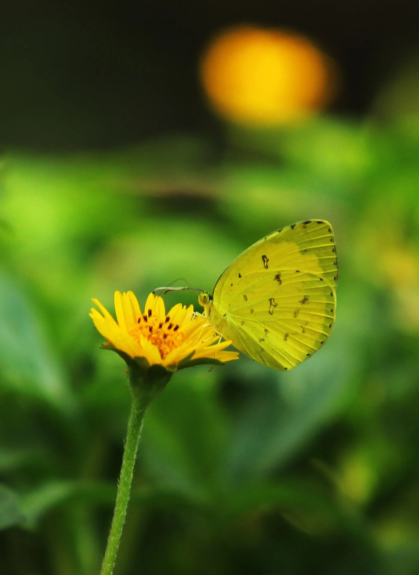 Pieridae - Catopsilia scylla - Huai Kha Khaeng Wildlife Reserve, Kapok Kapien Station