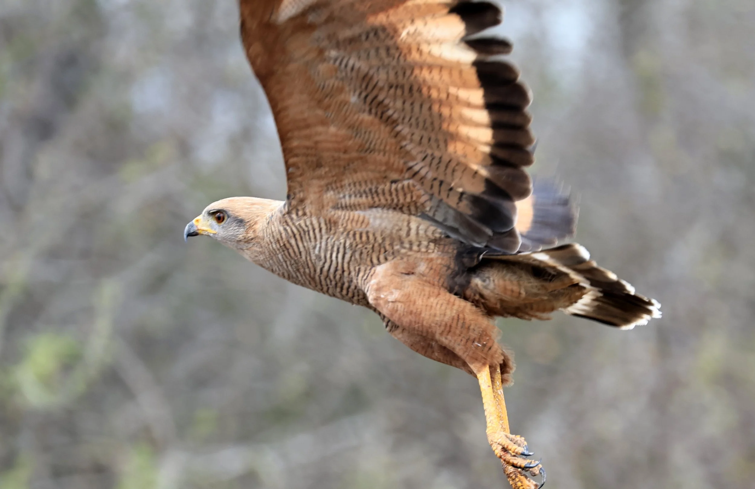 Savanna Hawk (Buteogallus meridionalis) Agua Dulce Paraguay (23).jpg