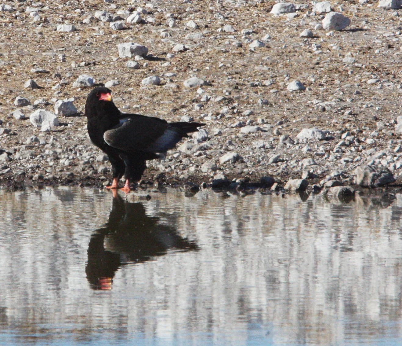 Terathopius ecaudatus - BATELEUR - ETOSHA NATIONAL PARK NAMIBIA (1).JPG