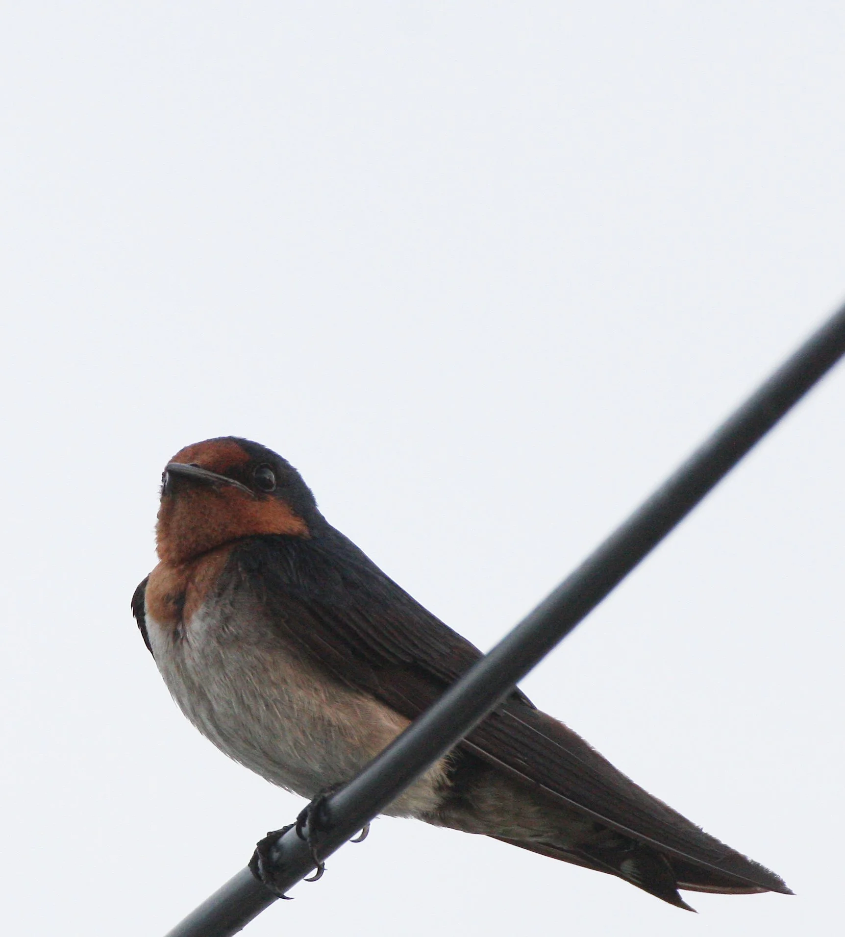 Pacific Swallow (Hirundo tahitica) Pak Nakhon Thailand (3).JPG