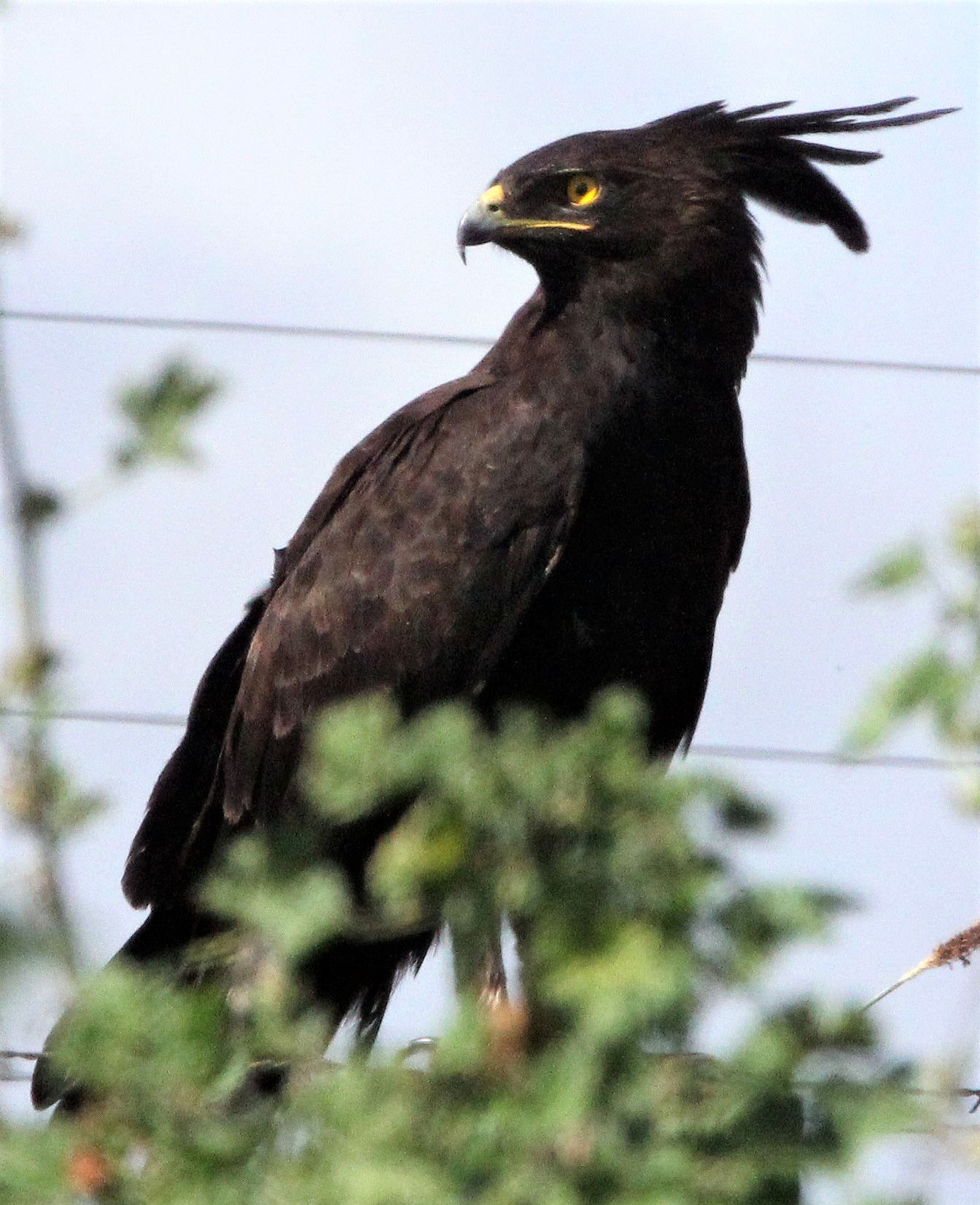 Lophaetus occipitalis - LONG-CRESTED EAGLE - MOUNT KENYA  NATIONAL PARK KENYA aa.jpg