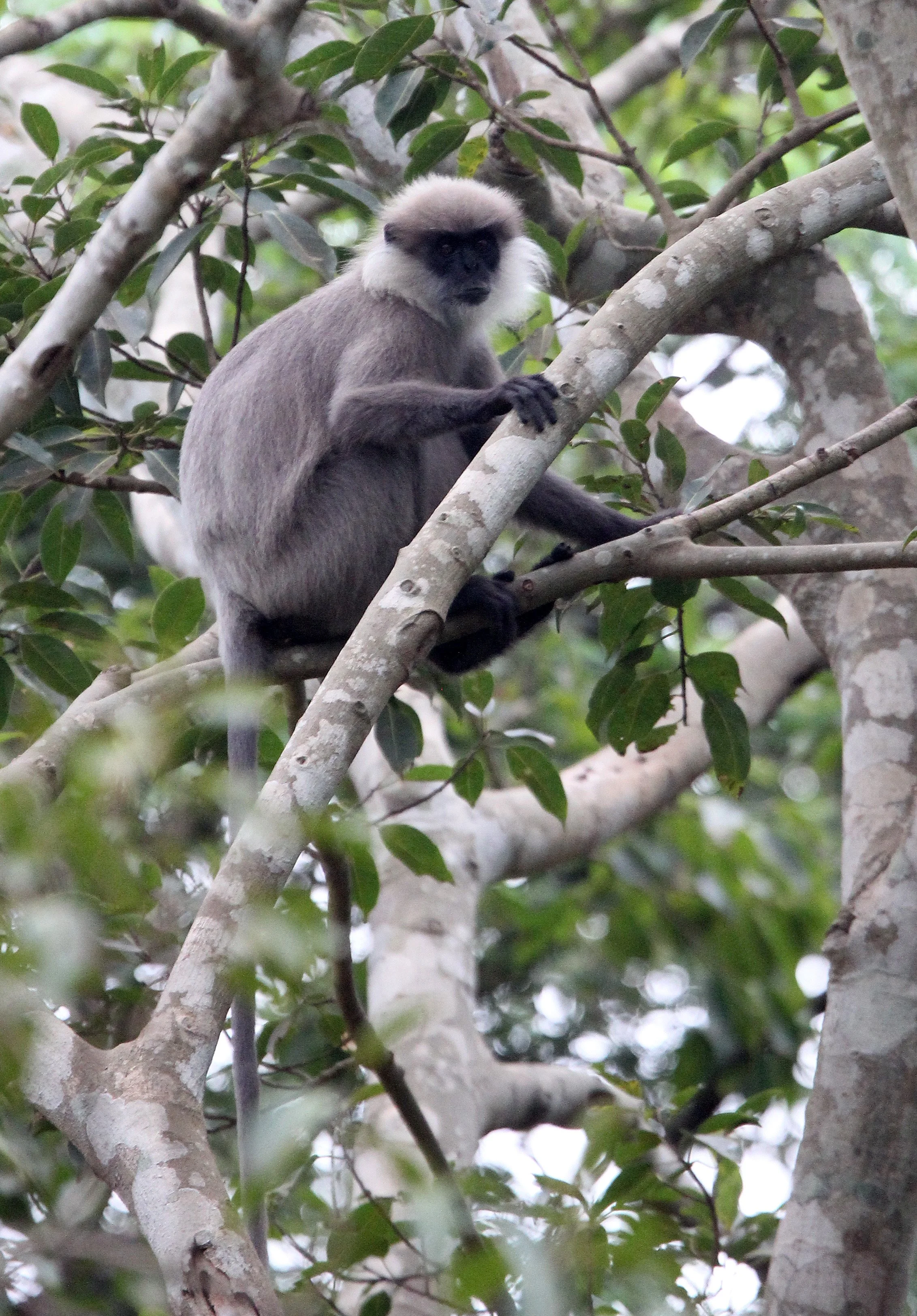 CERCOPITHECIDAE - Semnopithecus vetulus philbricki - DRY ZONE PURPLE-FACED LEAF MONKEY - SRIGIRIYA FOREST SRI LANKA (24).JPG