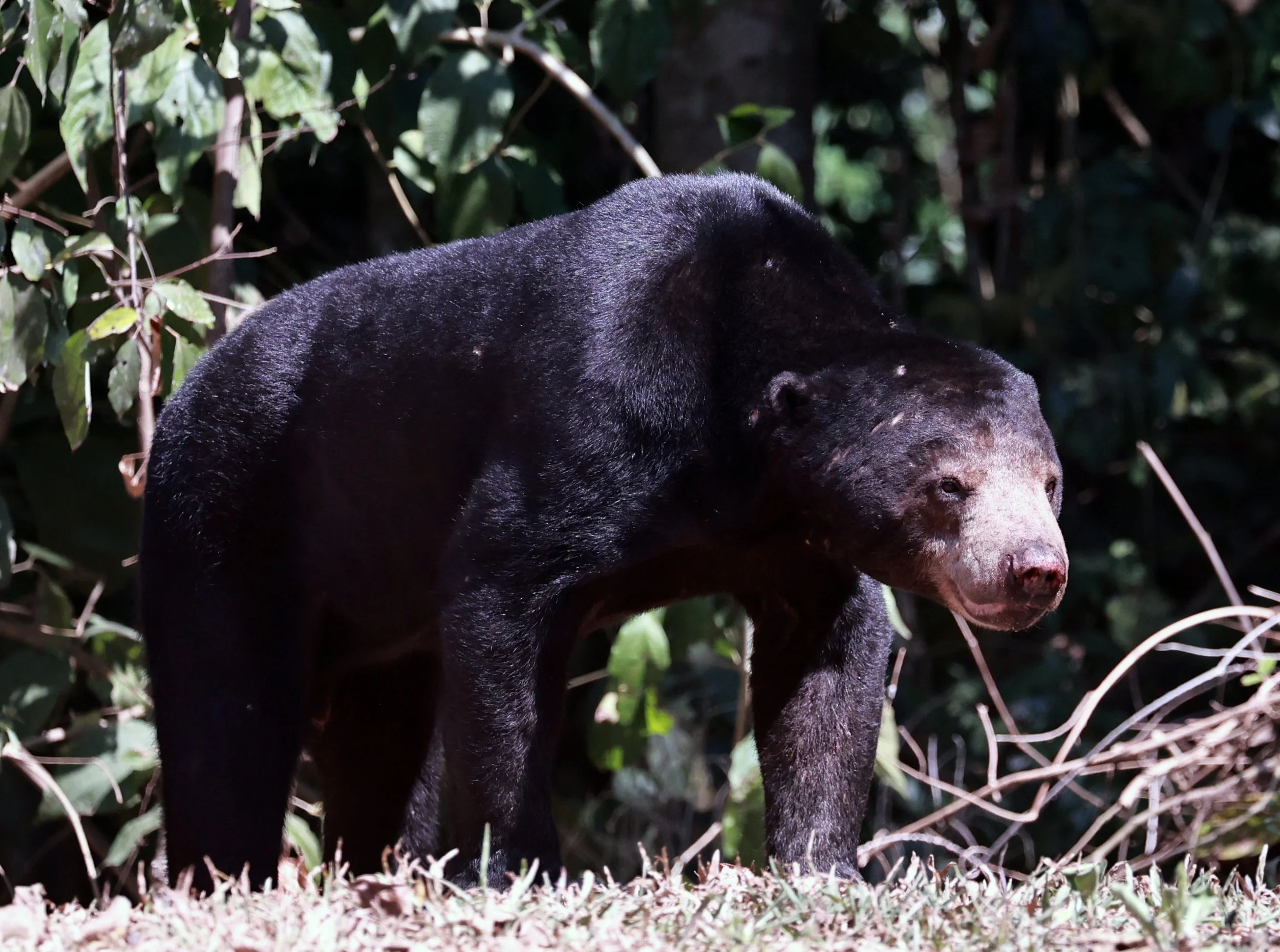Malayan Sun Bear (Helarctos malayanus) Kaeng Krachan National Park Thailand, Jan 2025 (36).jpg