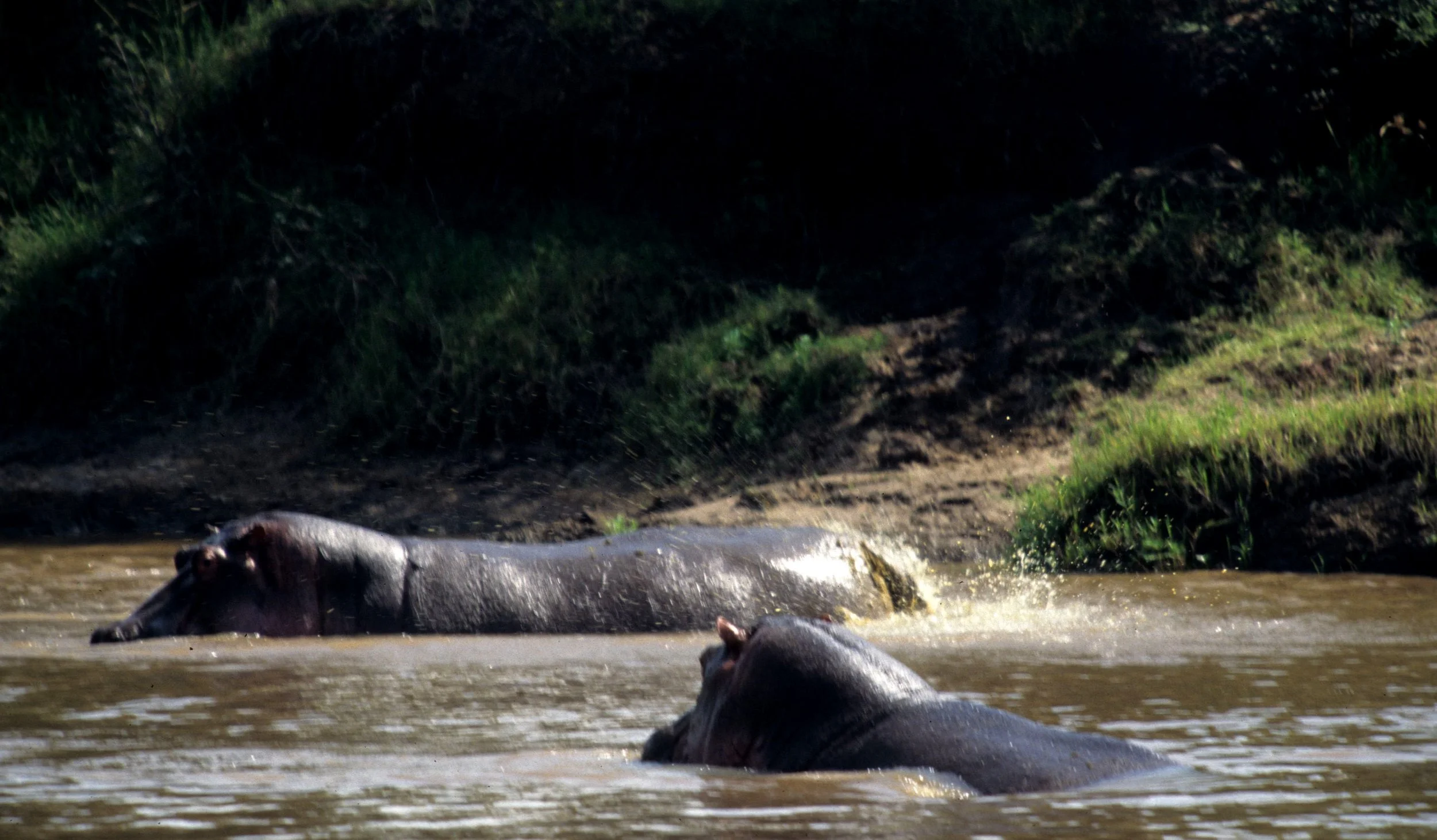 HIPPO- SERENGETI POOPER 8.jpg