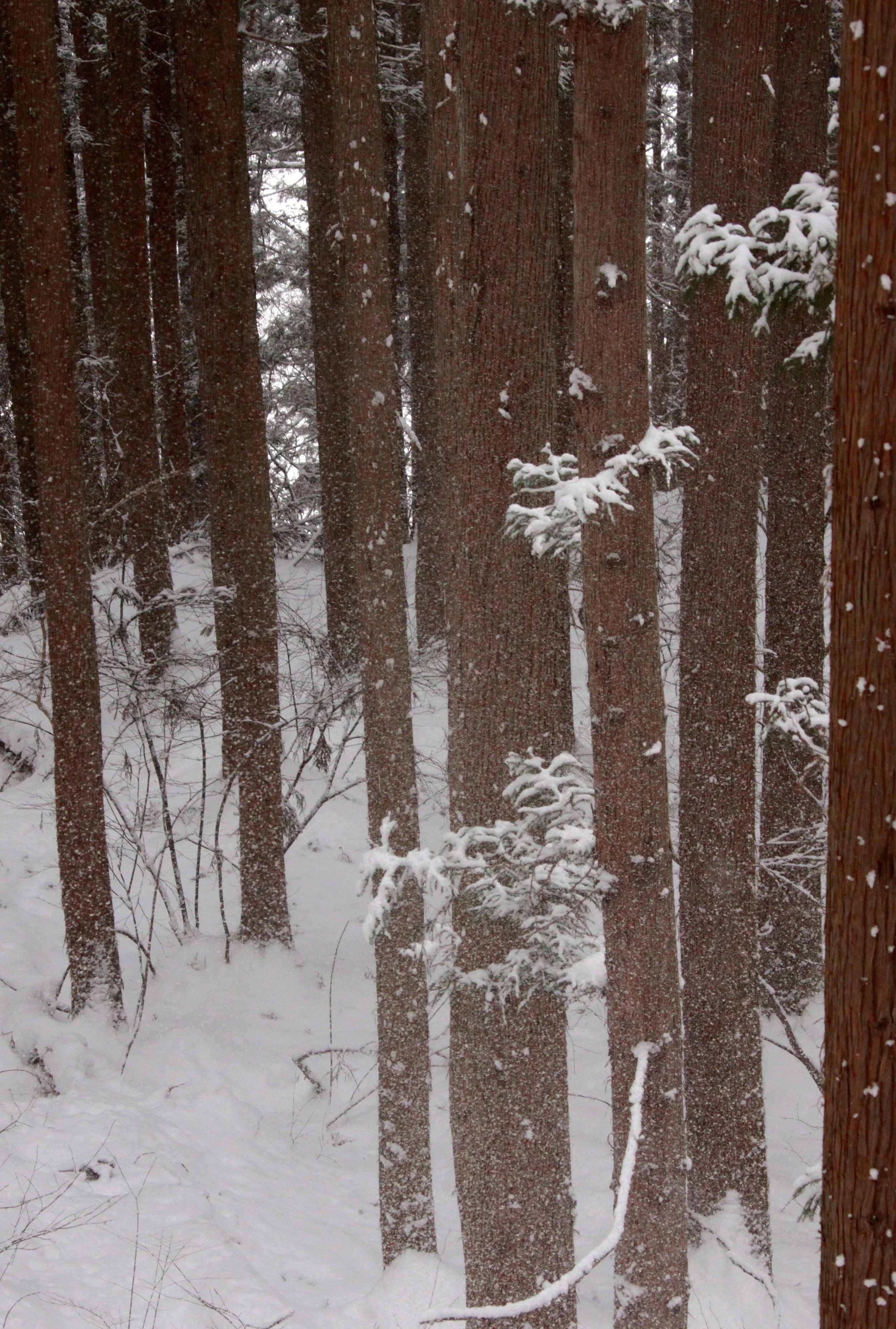 JIGOKUDANI ONSEN - NAGANO PREFECTURE JAPAN - FOREST SCENCES (33).JPG