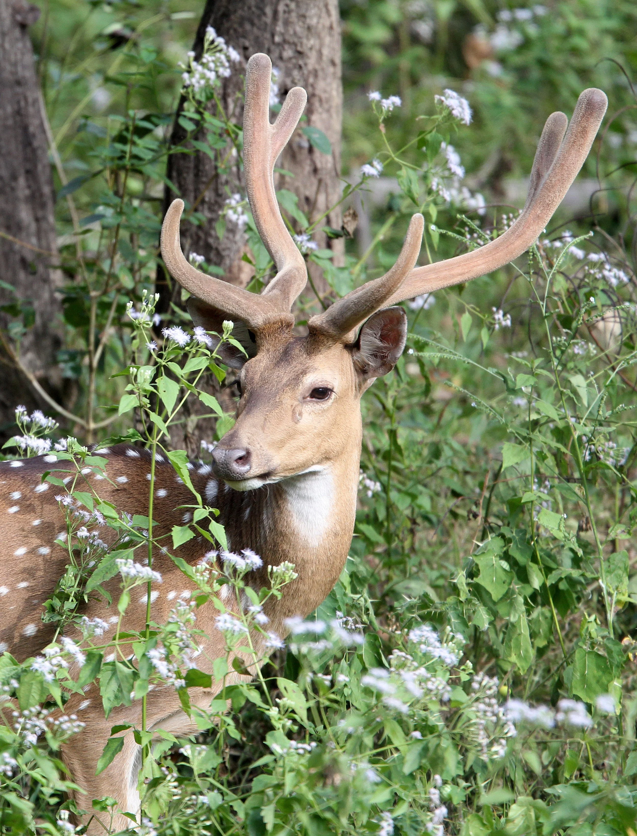 Axis axis axis - INDIAN CHITAL or SPOTTED DEAR - THOLPETTY RESERVE WAYANAD KERALA INDIA (20).JPG
