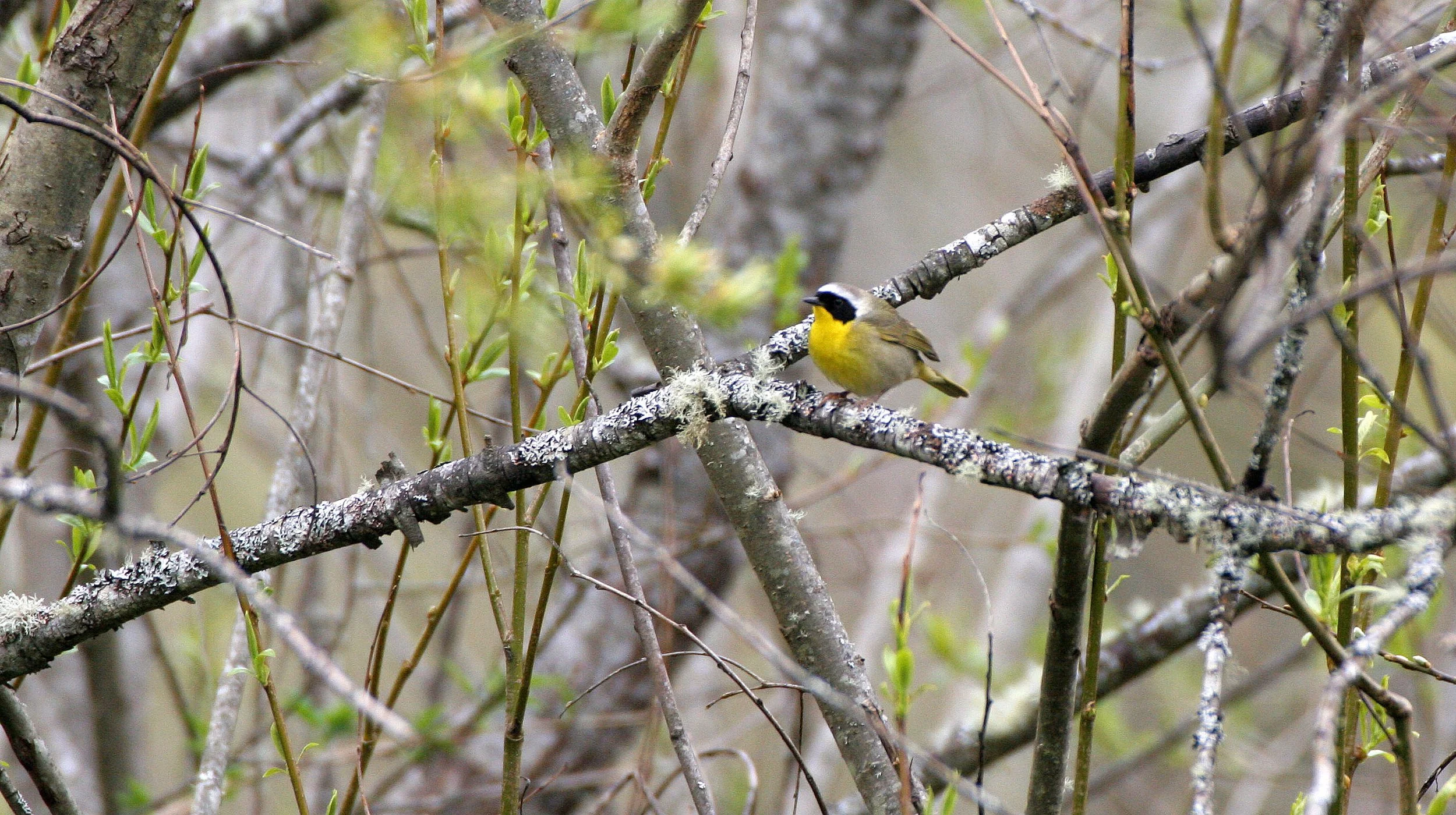 Common Yellowthroat - Geothlypis trichas - Lake Farm, Washington
