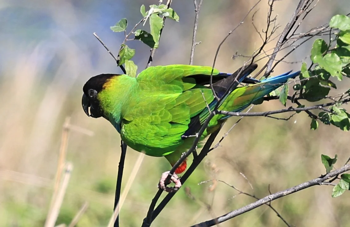 Nanday or Black-hooded Parakeet (Aratinga nenday) Wetlands along Road between Pozo Colorado & Asuncion (3).jpg