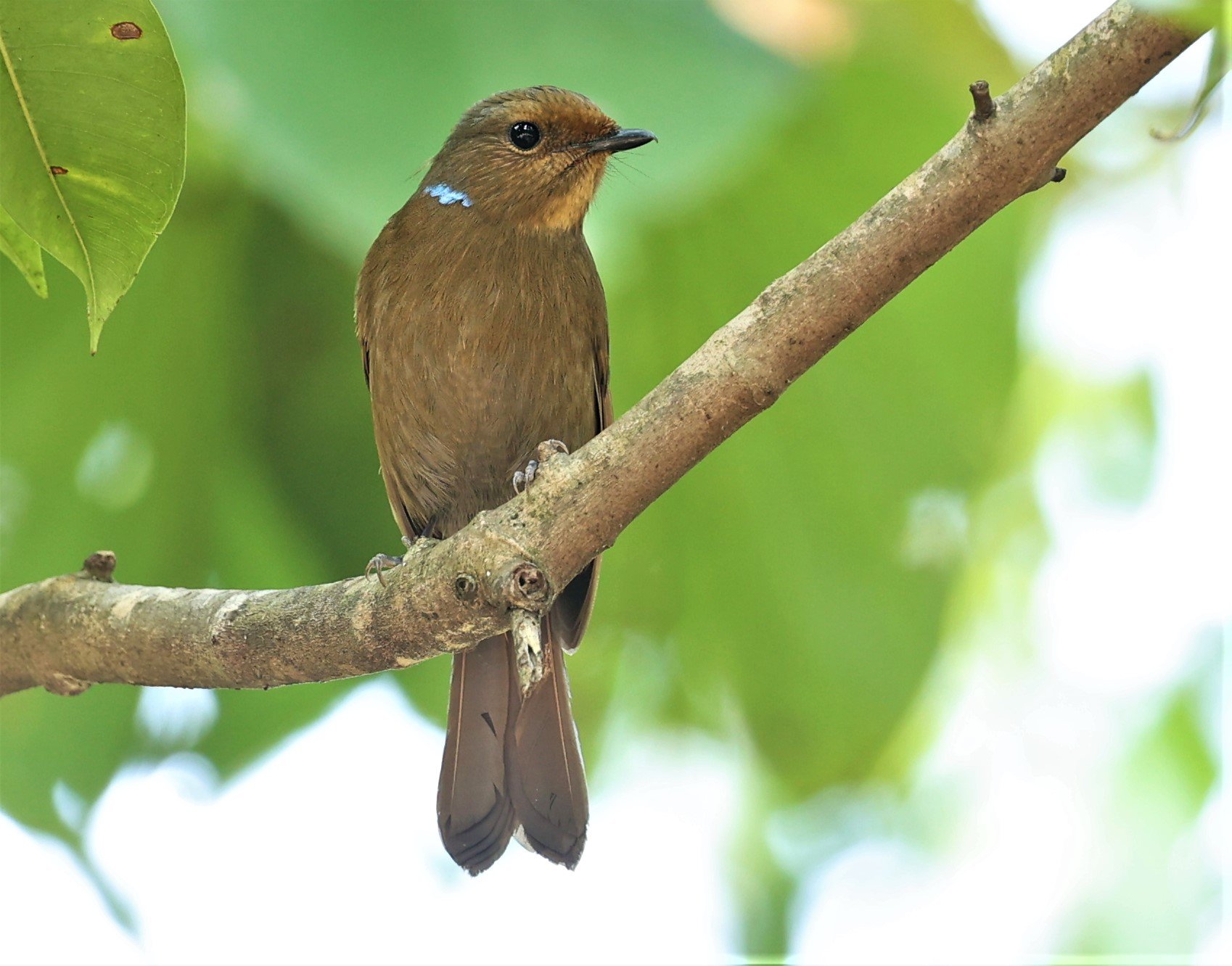 NILTAVA - LARGE NILTAVA - Niltava grandis - DOI DOI ANG KHANG CHIANG MAI FEB 2022 (51).jpg