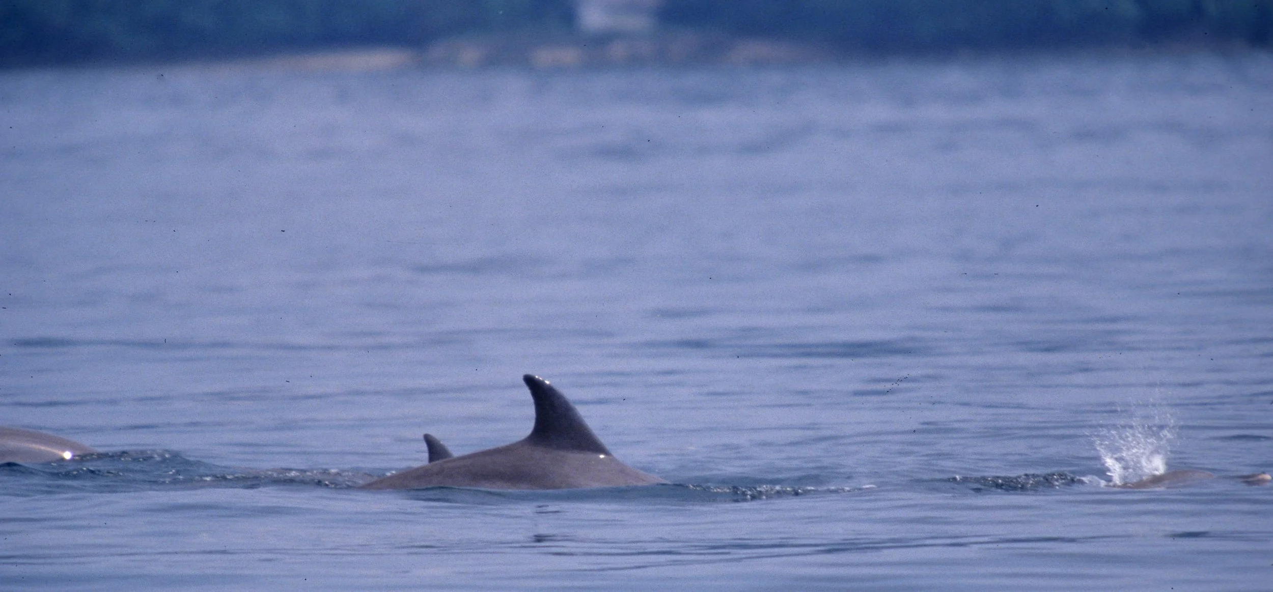 CETACEAN - DOLPHIN - SPECIES A - KOMODO INDONESIA C.jpg