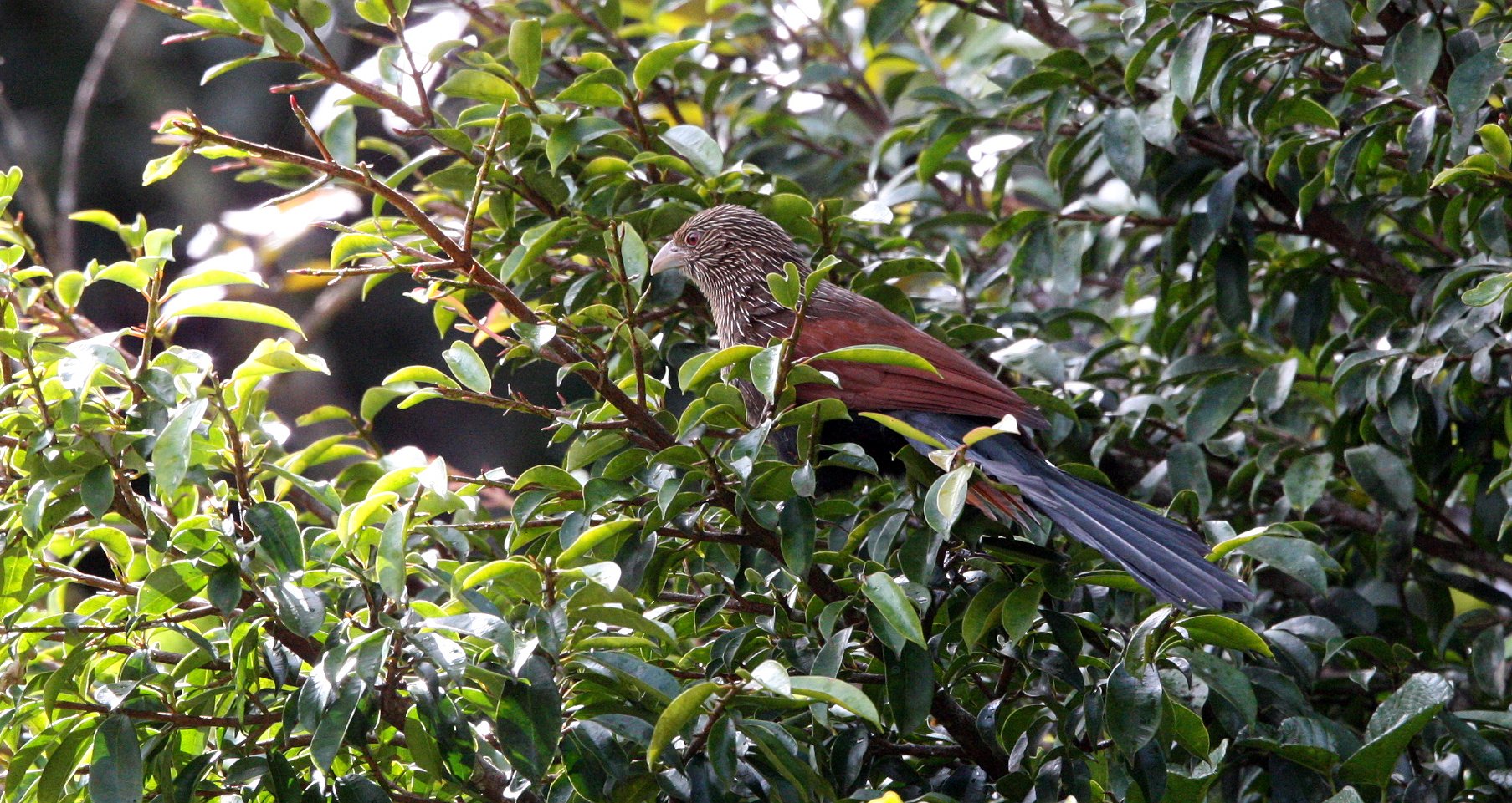 Madagascar Coucal (Centropus toulou) Mantadia NP Madagascar (9).JPG