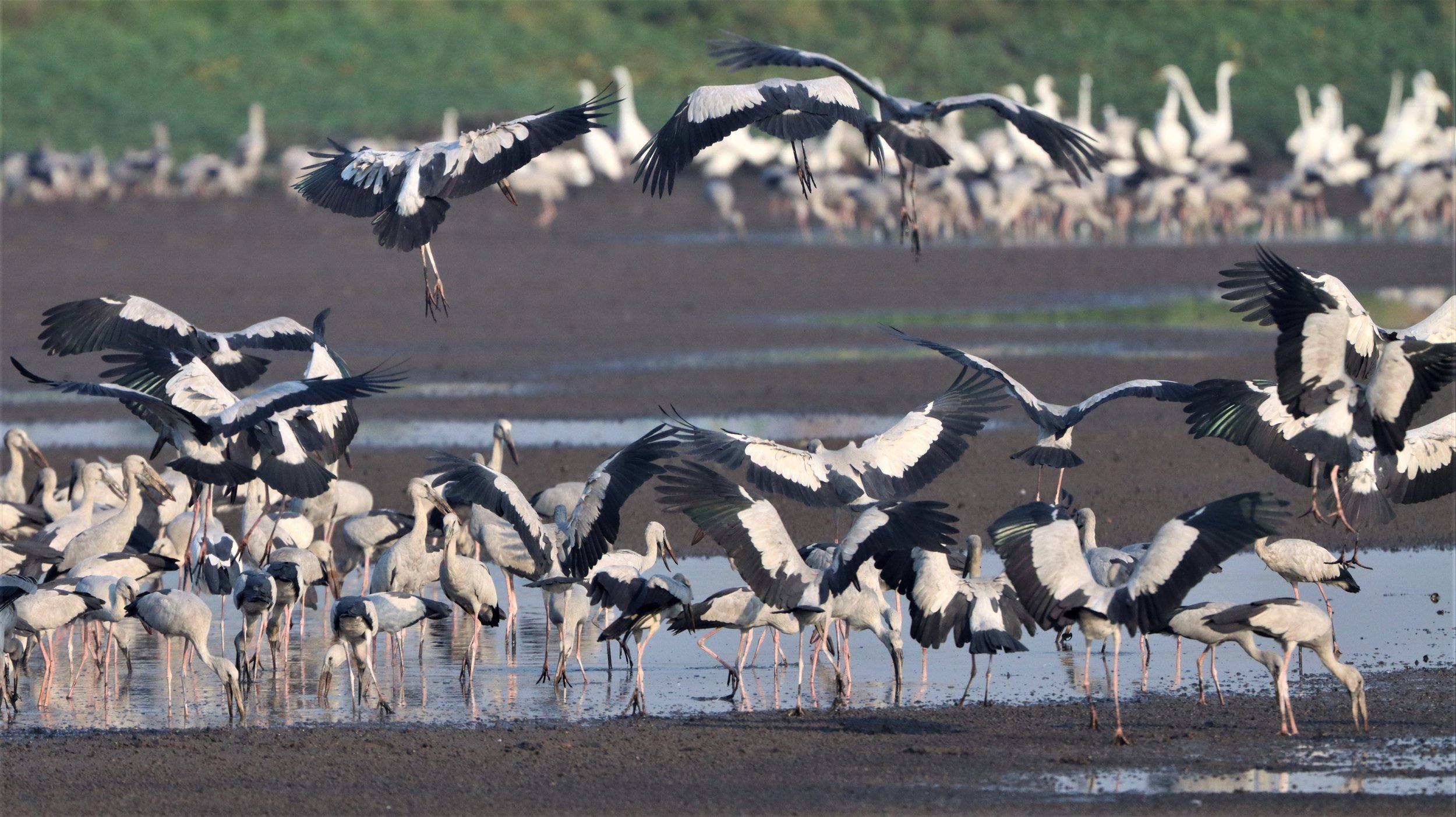 STORK - ASIAN OPENBILL - Anastomus oscitans - BANG KHAEM WETLANDS NAKHON PATHOM (13).jpg