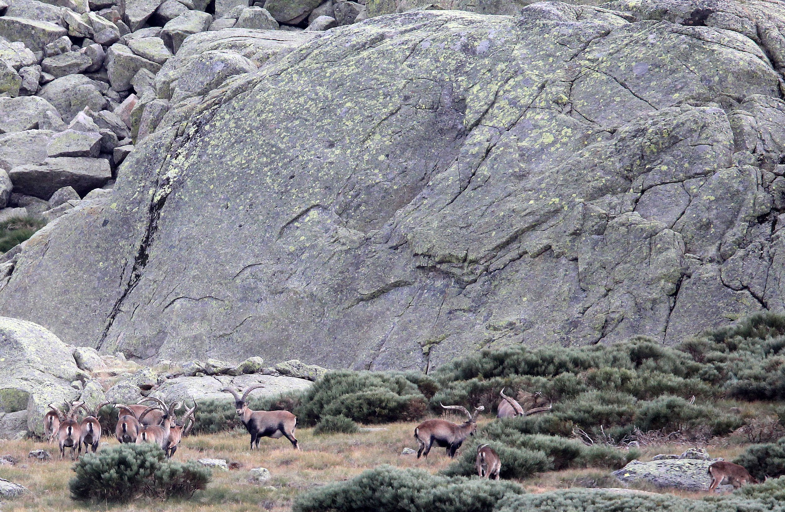IBEX - WESTERN SPANISH (GREDOS) IBEX - Capra pyrenaica victoriae) SIERRA DE GREDOS NATIONAL PARK SPAIN (47).JPG
