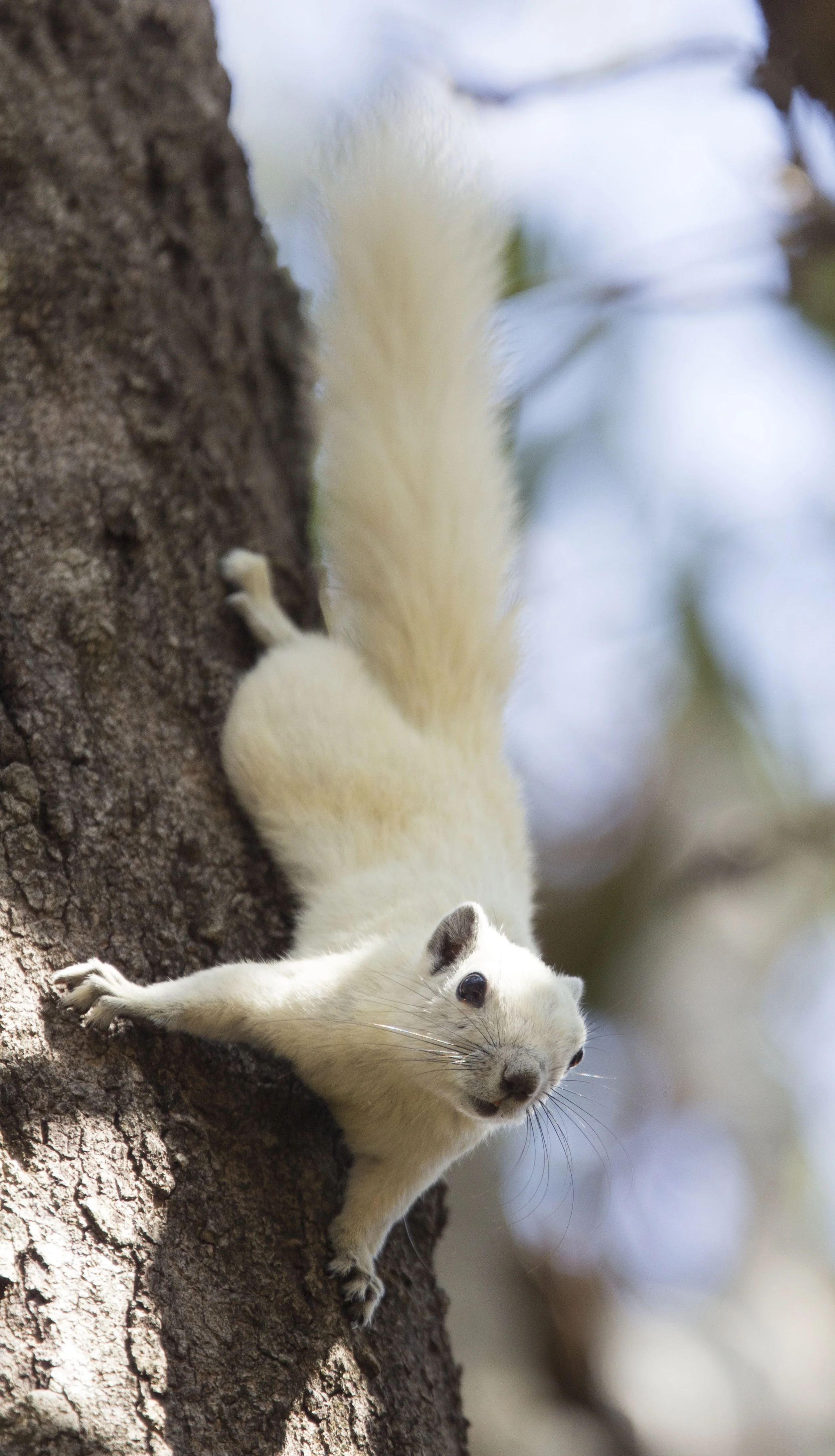 The white Finlayson's squirrel (Callosciurus finlaysonii), also widely known as the Variable Squirrel, is a striking sight in Khao Yai National Park.