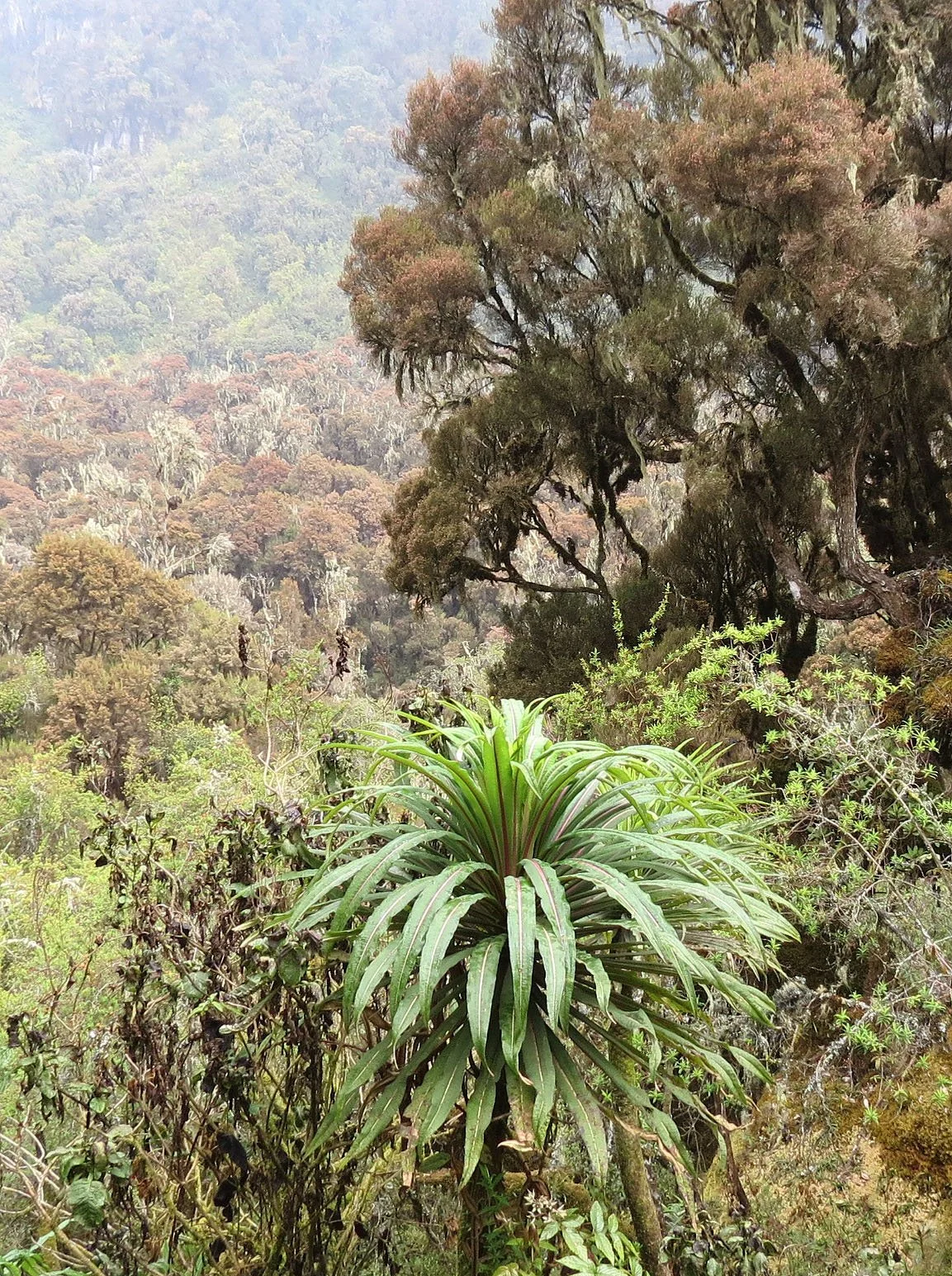 RWENZORI NATIONAL PARK UGANDA (140).JPG