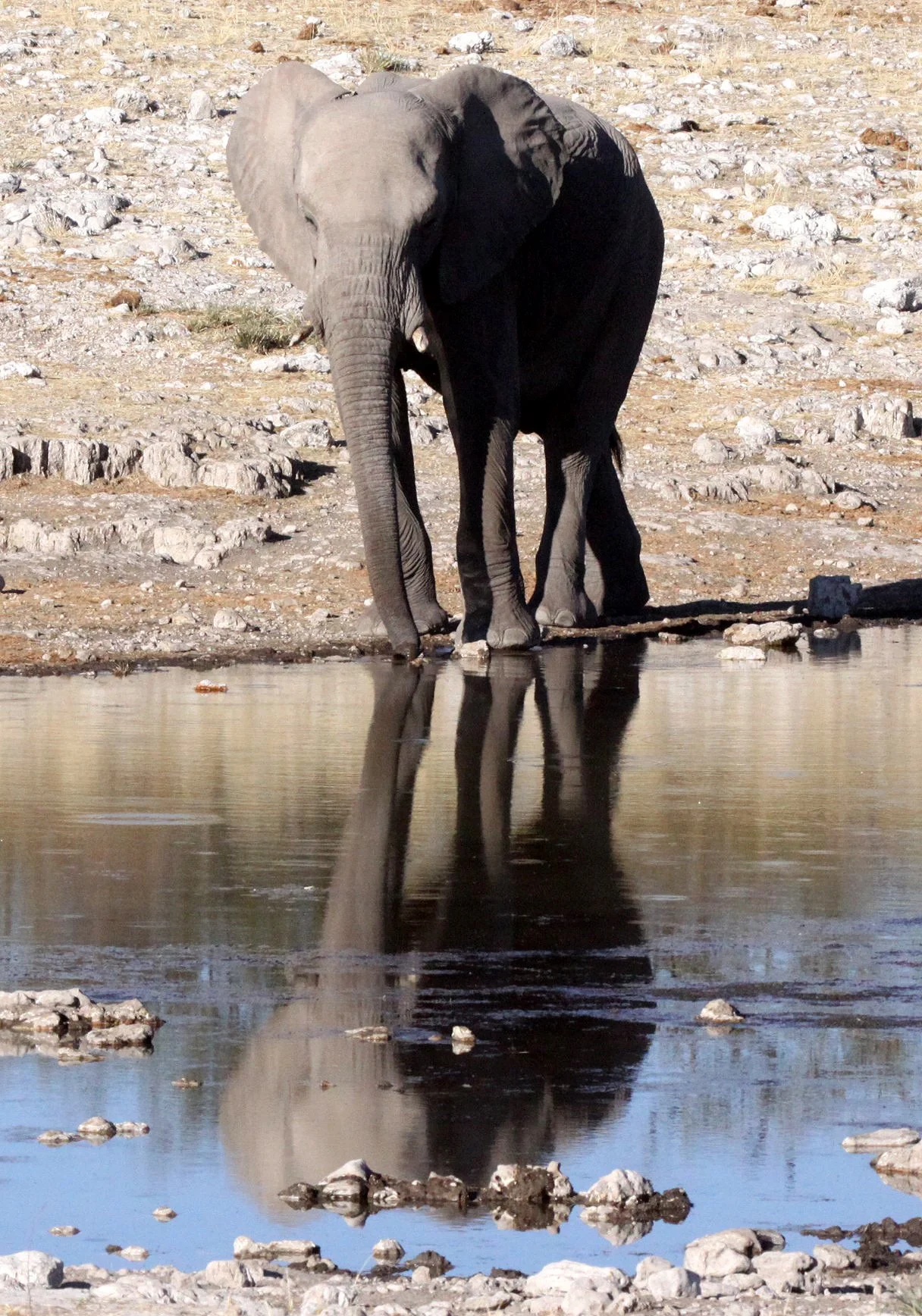 ELEPHANT - AFRICAN ELEPHANT - ETOSHA NATIONAL PARK NAMIBIA (21).JPG