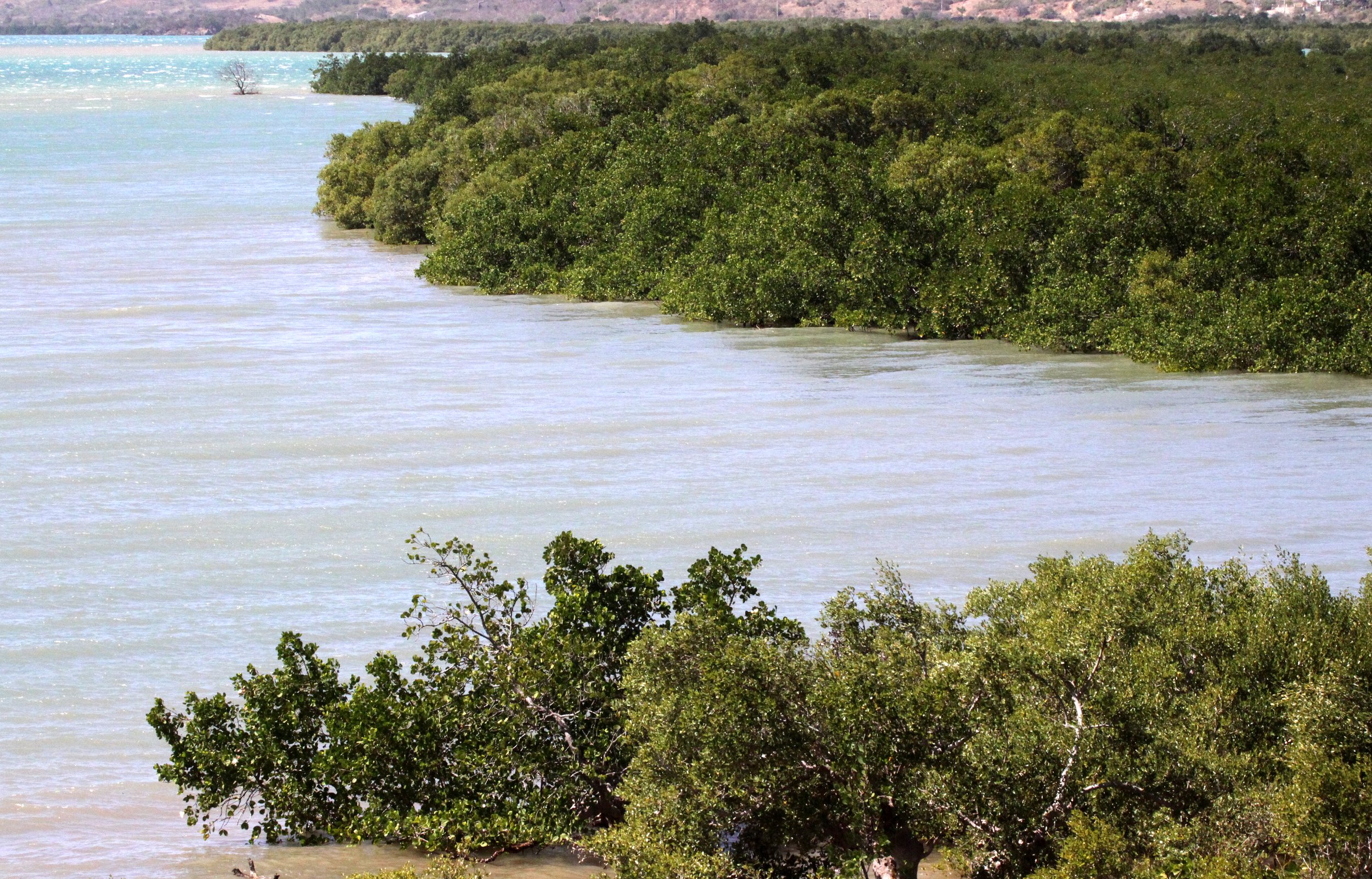 DIEGO SUAREZ MADAGASCAR - MANGROVE COMMUNITY (4).JPG