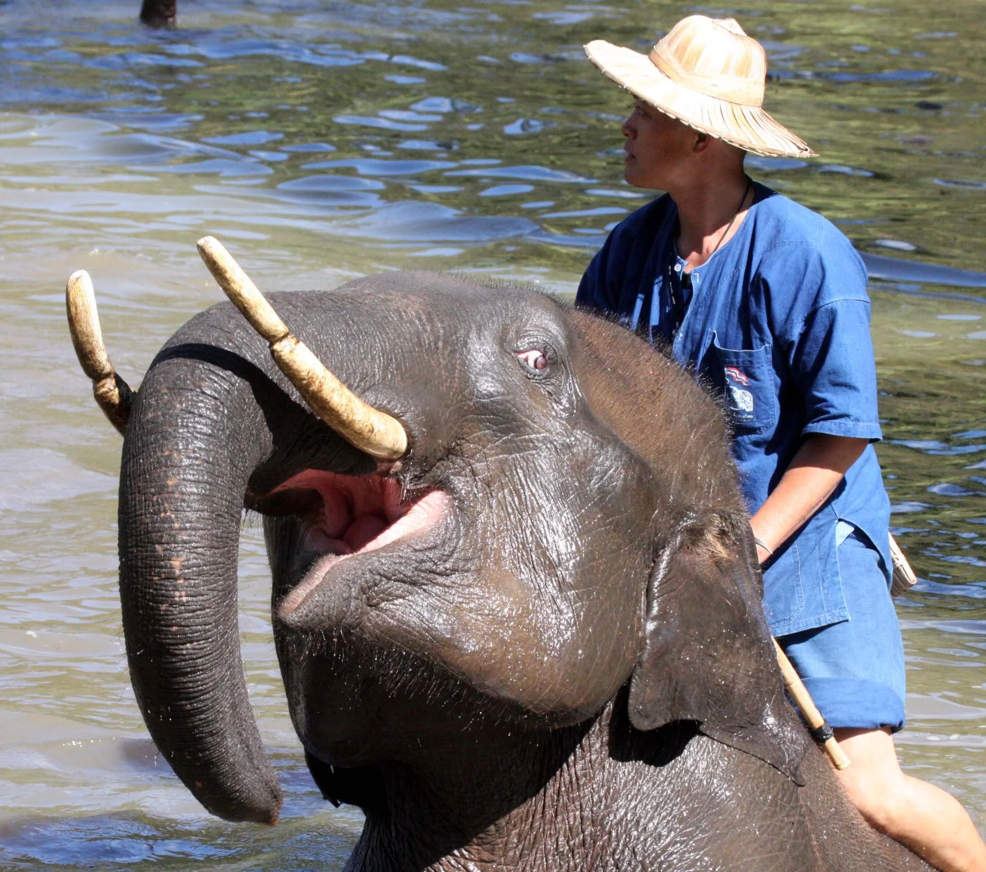 2008 Lampang City & Elephant Center (106).JPG