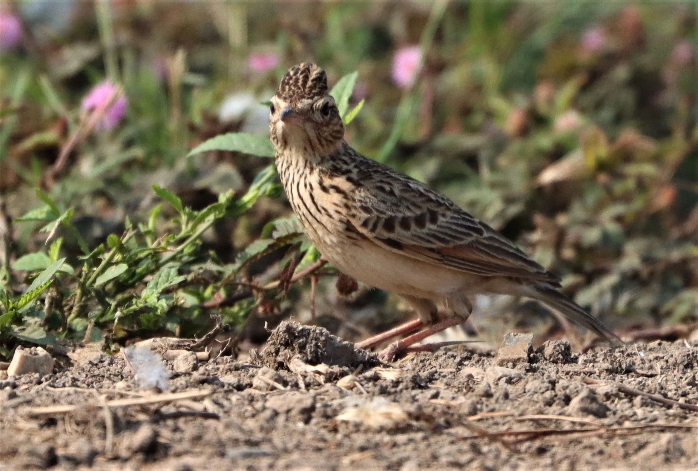 Oriental Skylark (Alauda gulgula) Bang Khaem Wetlands Nakhon Pathom (2).jpg