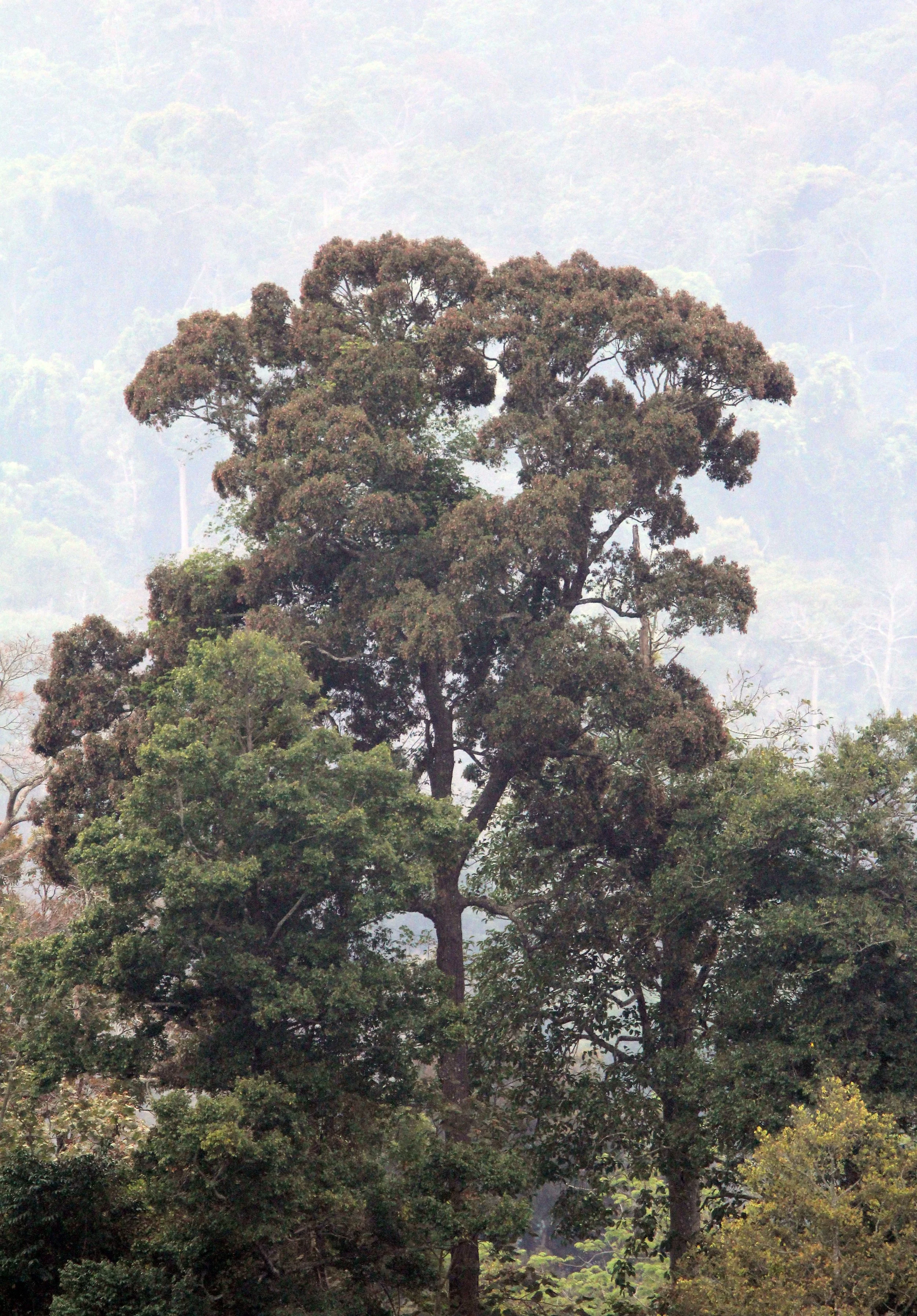 2015 Khao Pang Ma Nonhunting Area (41).JPG