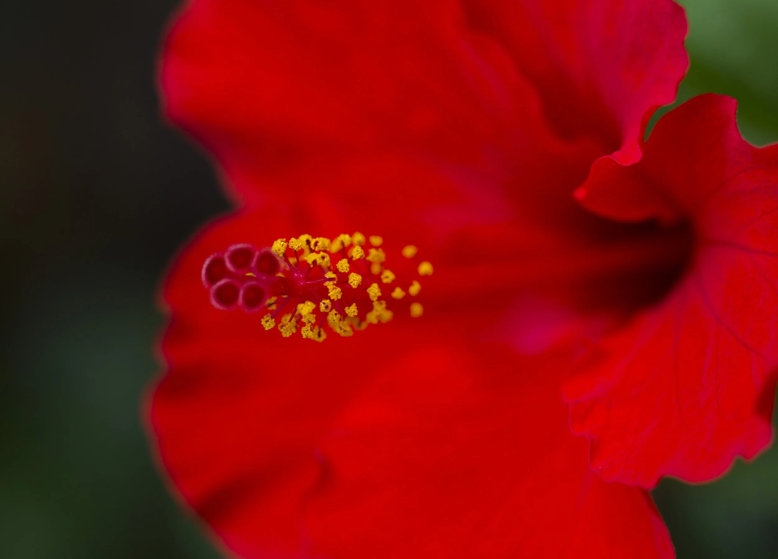 GARDEN - OUR GARDEN IN BANGKOK WINTER 2015 (1).jpg