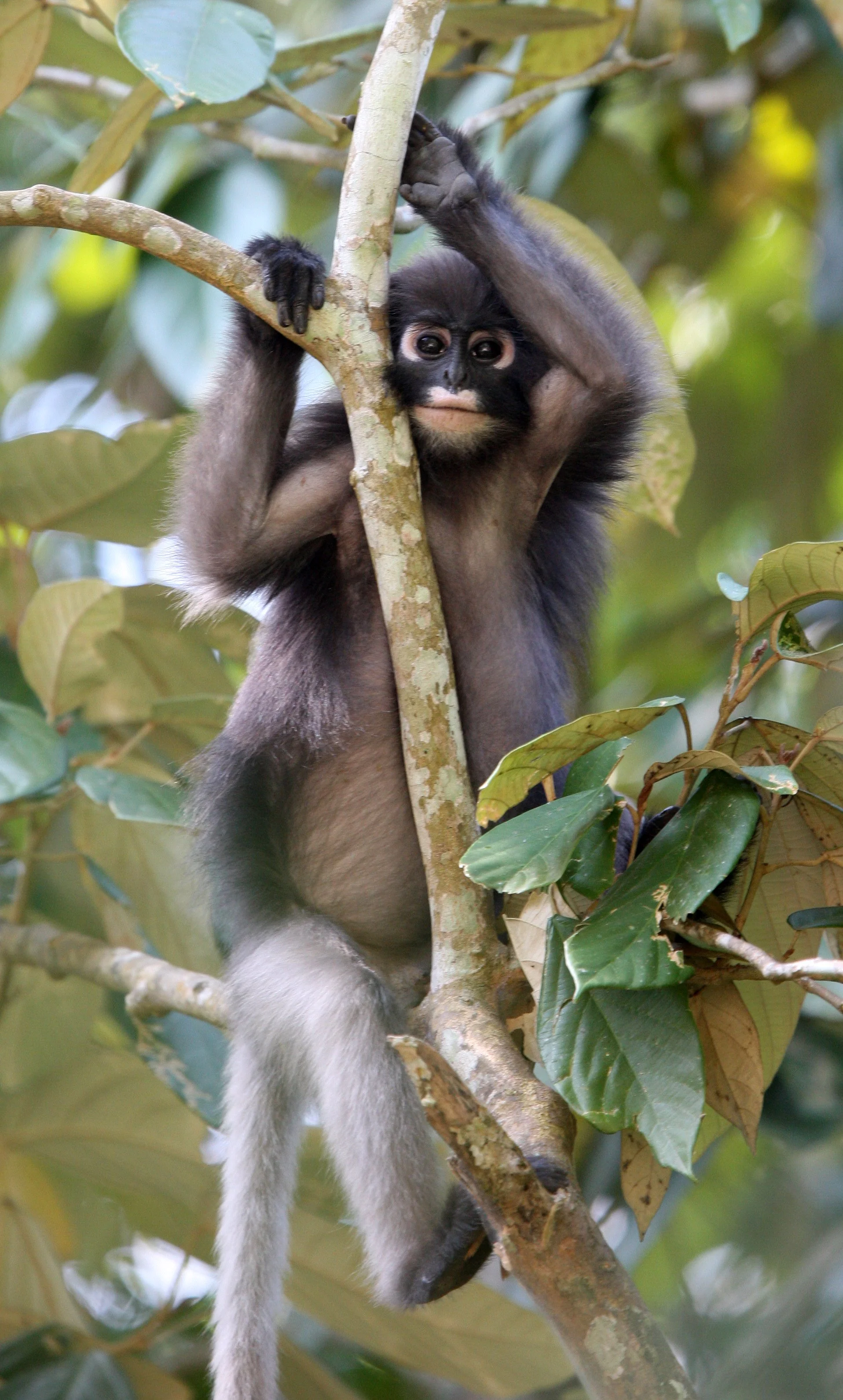 CERCOPITHECIDAE - Trachypithecus obscurus flavicauda - BLOND-TAILED (DUSKY) LANGUR - KAENG KRACHAN NP THAILAND (18).JPG