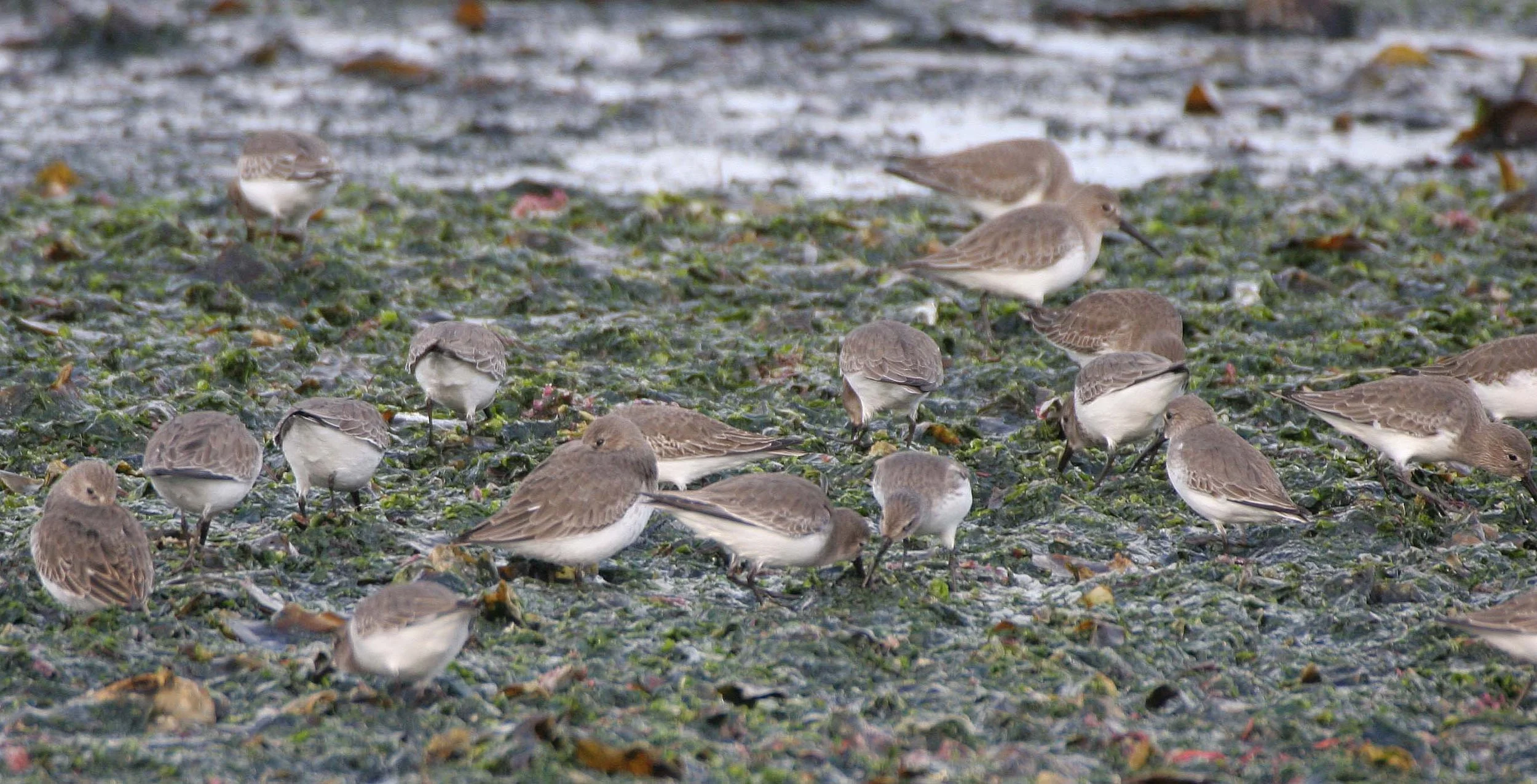 BIRD - DUNLINS - THREE CRABS (6).jpg
