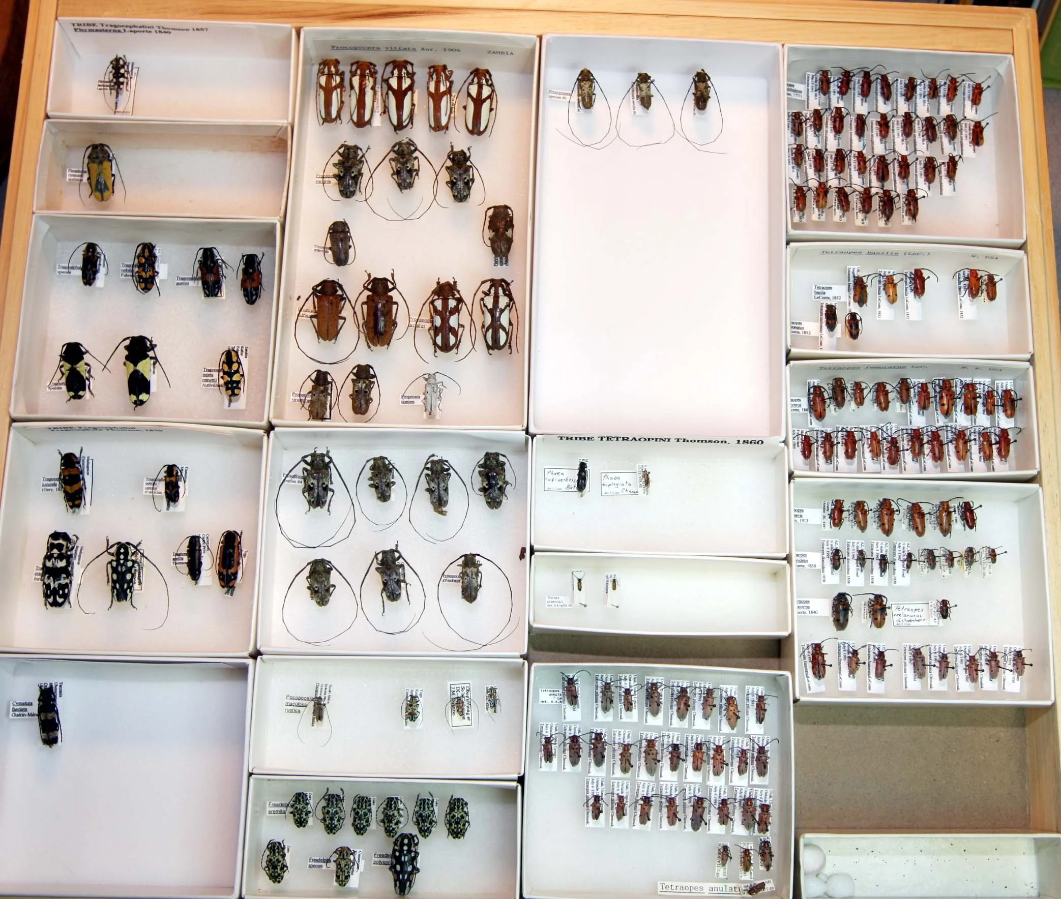 33 Lamiinae - Tragocephalini - Tetraopini.JPG