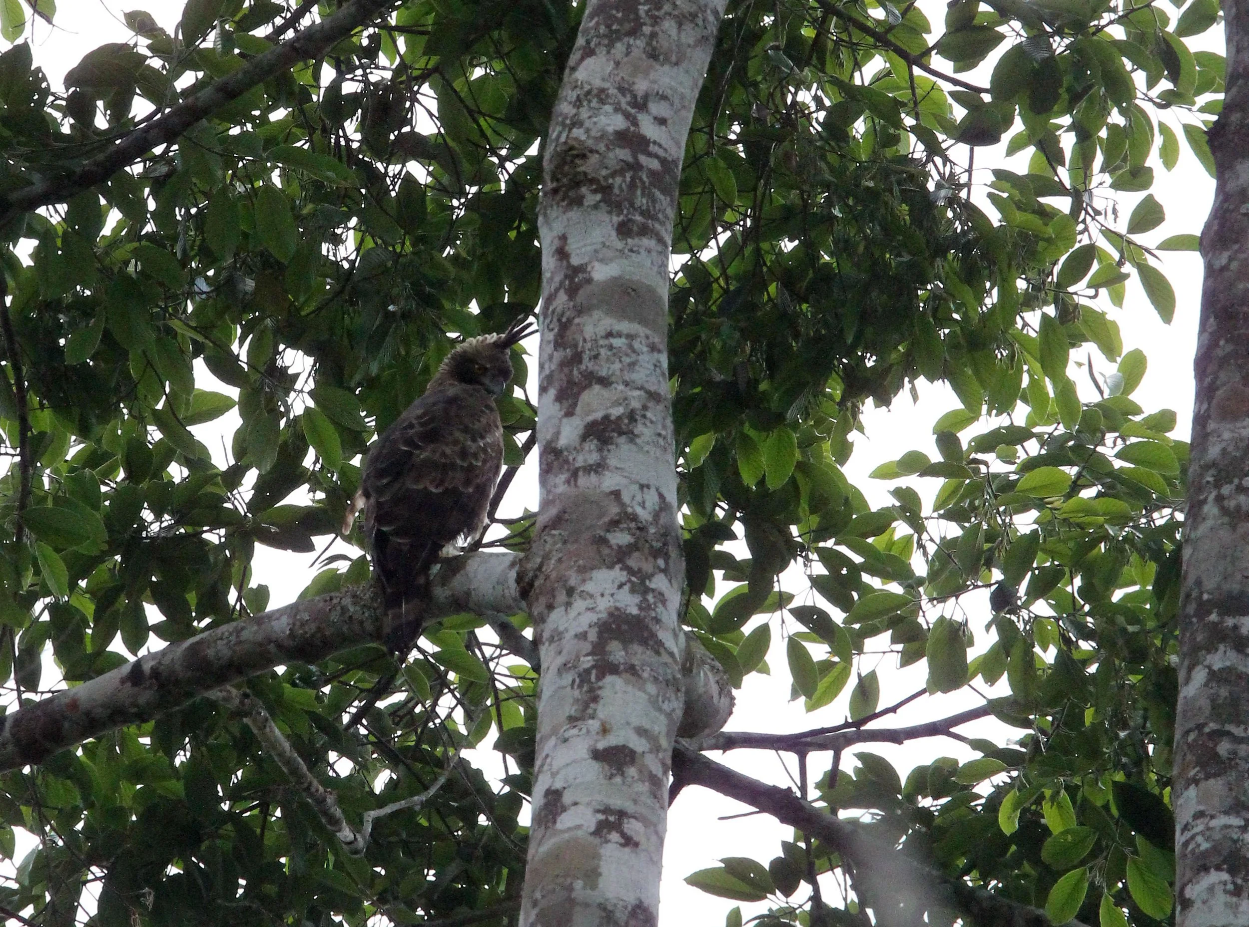 EAGLE - CRESTED SERPENT EAGLE - Spilornis cheela - KAENG KRACHAN - ESS TRIP 2018 JAN (72).JPG