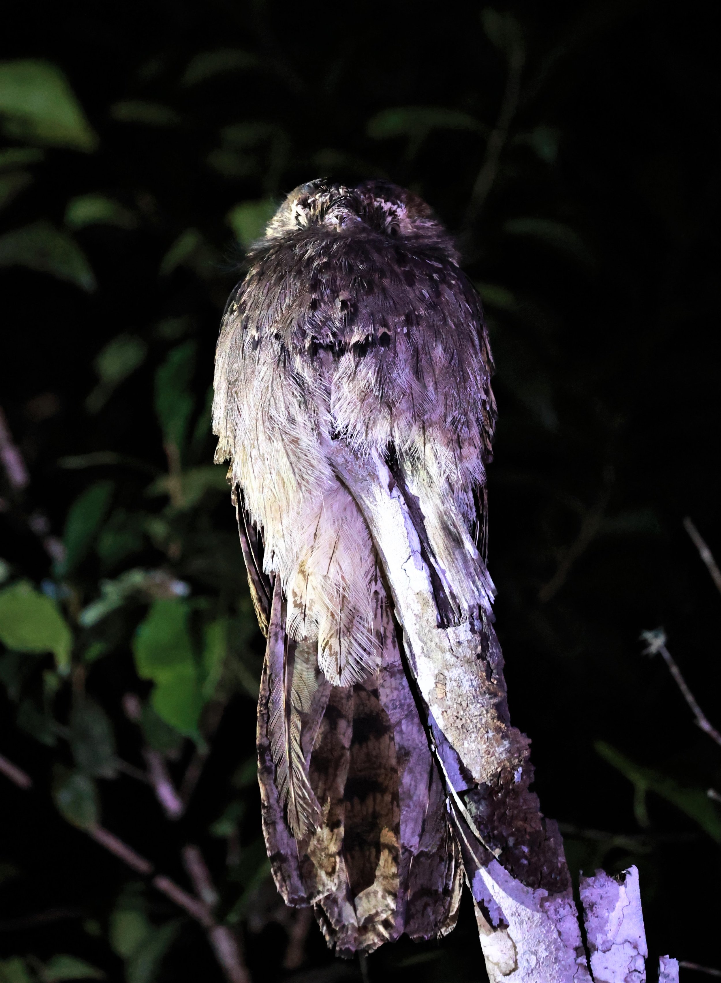Potoo - Common Potoo - Nyctibius griseus - Augusto Ruschi Biological Reserve, Santa Teresa, Brazil (18).jpg