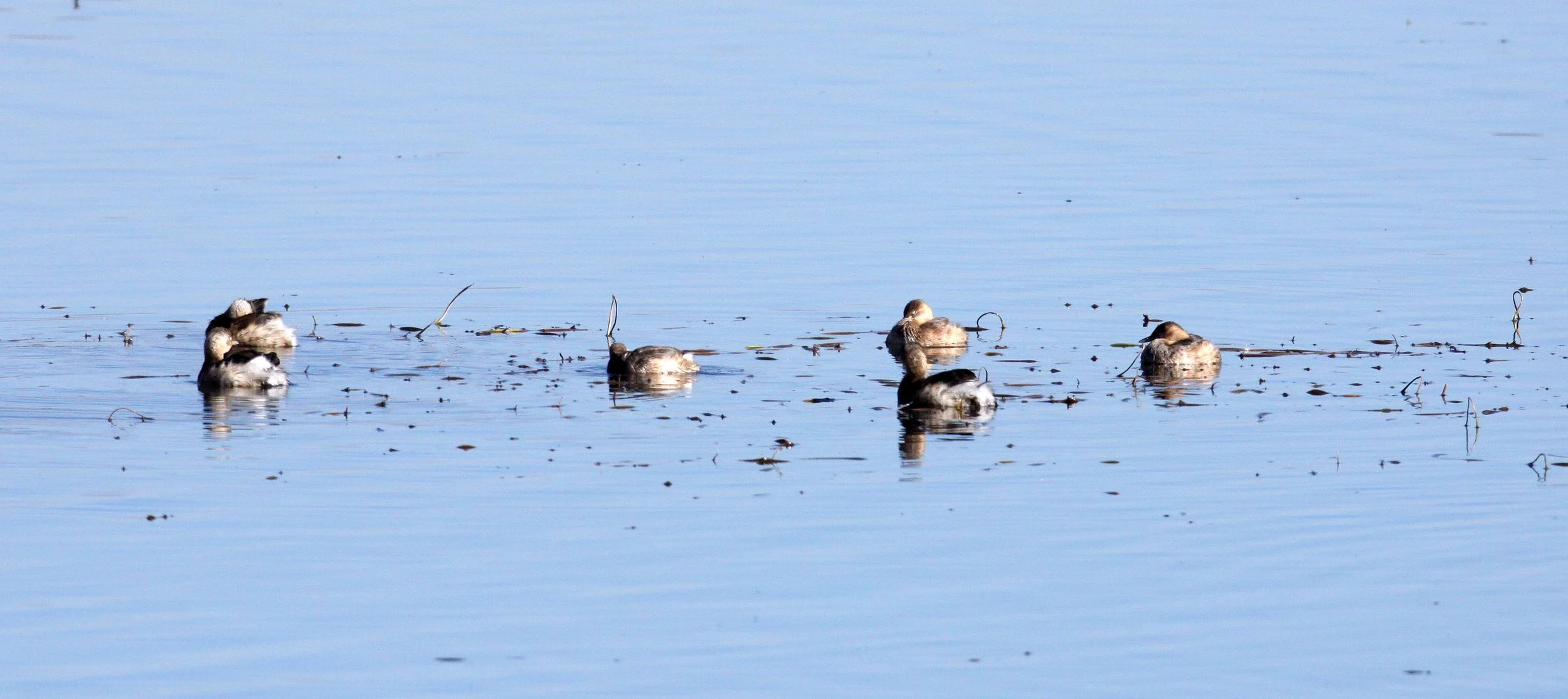 Little Grebe (Tachybaptus ruficollis) Cao Hai Wetlands Yunnan.JPG