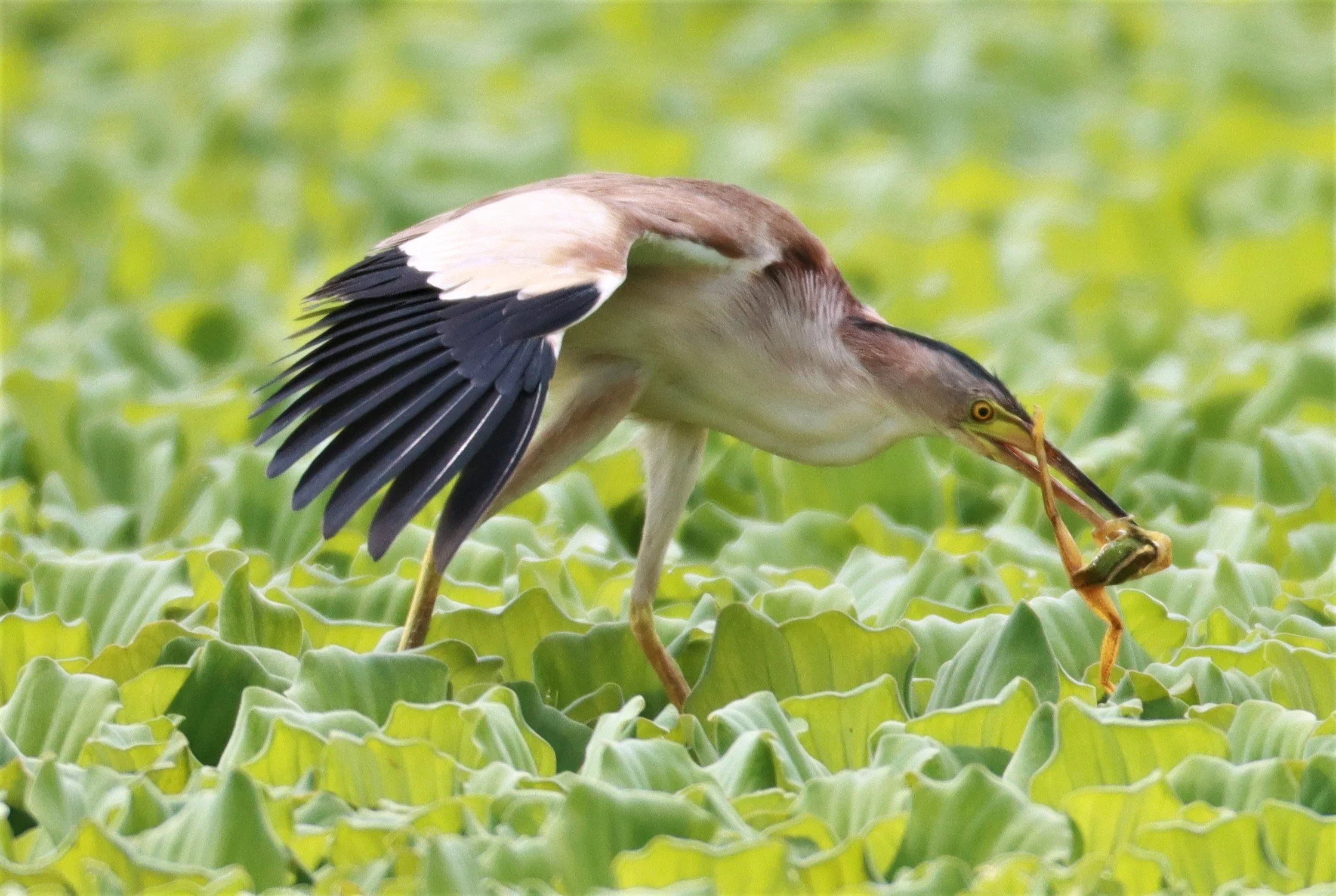 BITTERN - YELLOW BITTERN - Ixobrychus sinensis - KHON KAEN SEWAGE TREATMENT PLANT KHON KAEN UNIVERSITY  (24).jpg