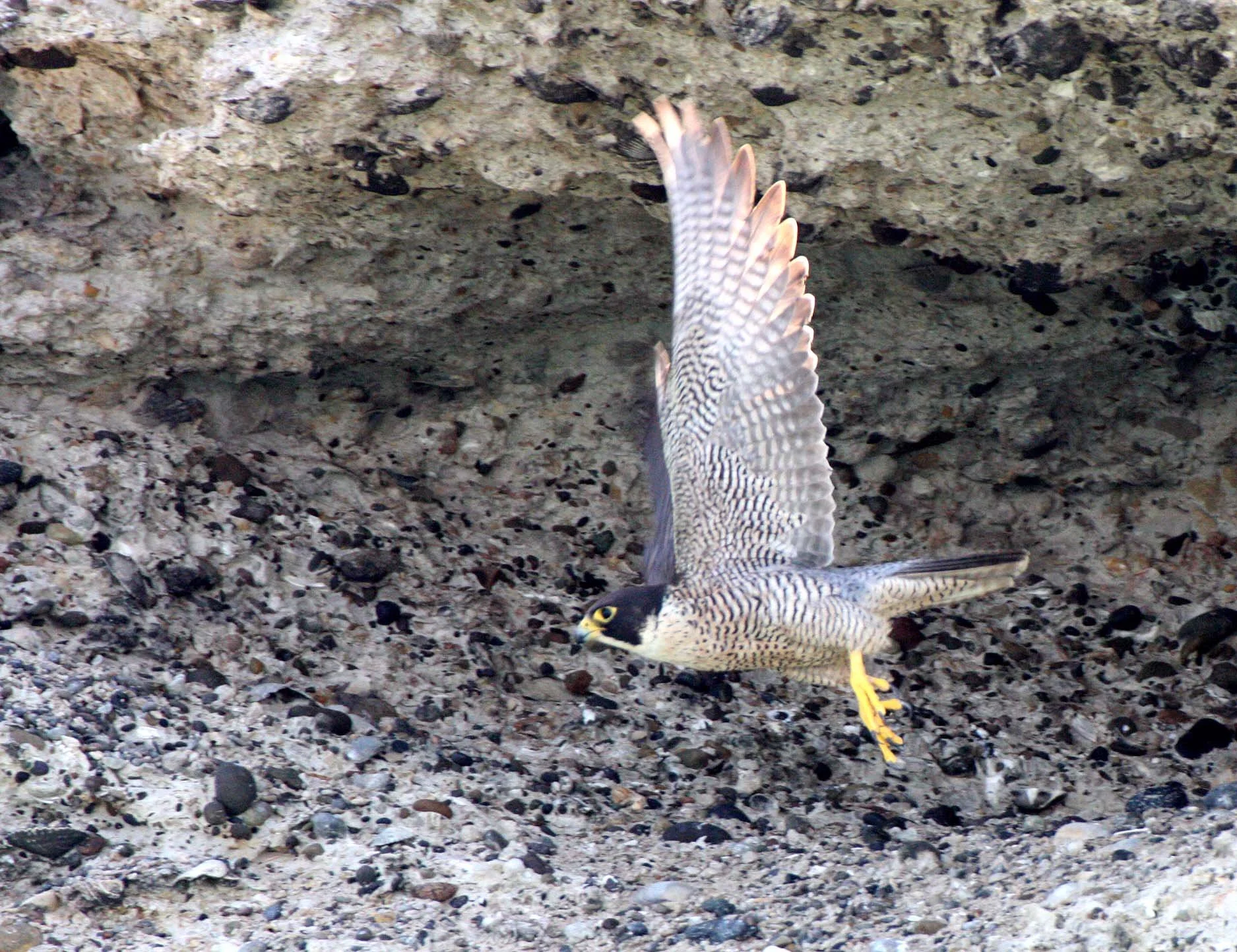 Falco peregrinus anatum - AMERICAN PEREGRINE FALCON - SAN IGNACIO LAGOON BAJA MEXICO (20).JPG