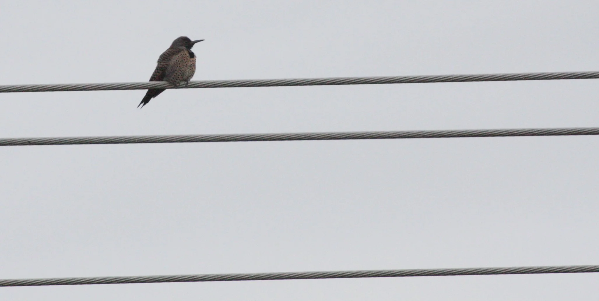 BIRD - WOODPECKER - NORTHERN FLICKER - SEQUIM WA.JPG
