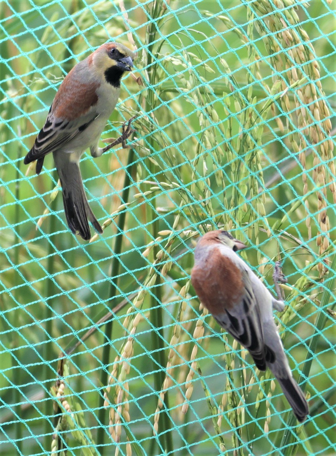 Plain-backed Sparrow (Passer flaveolus) Pathum Thani Rice Research Center (6).jpg