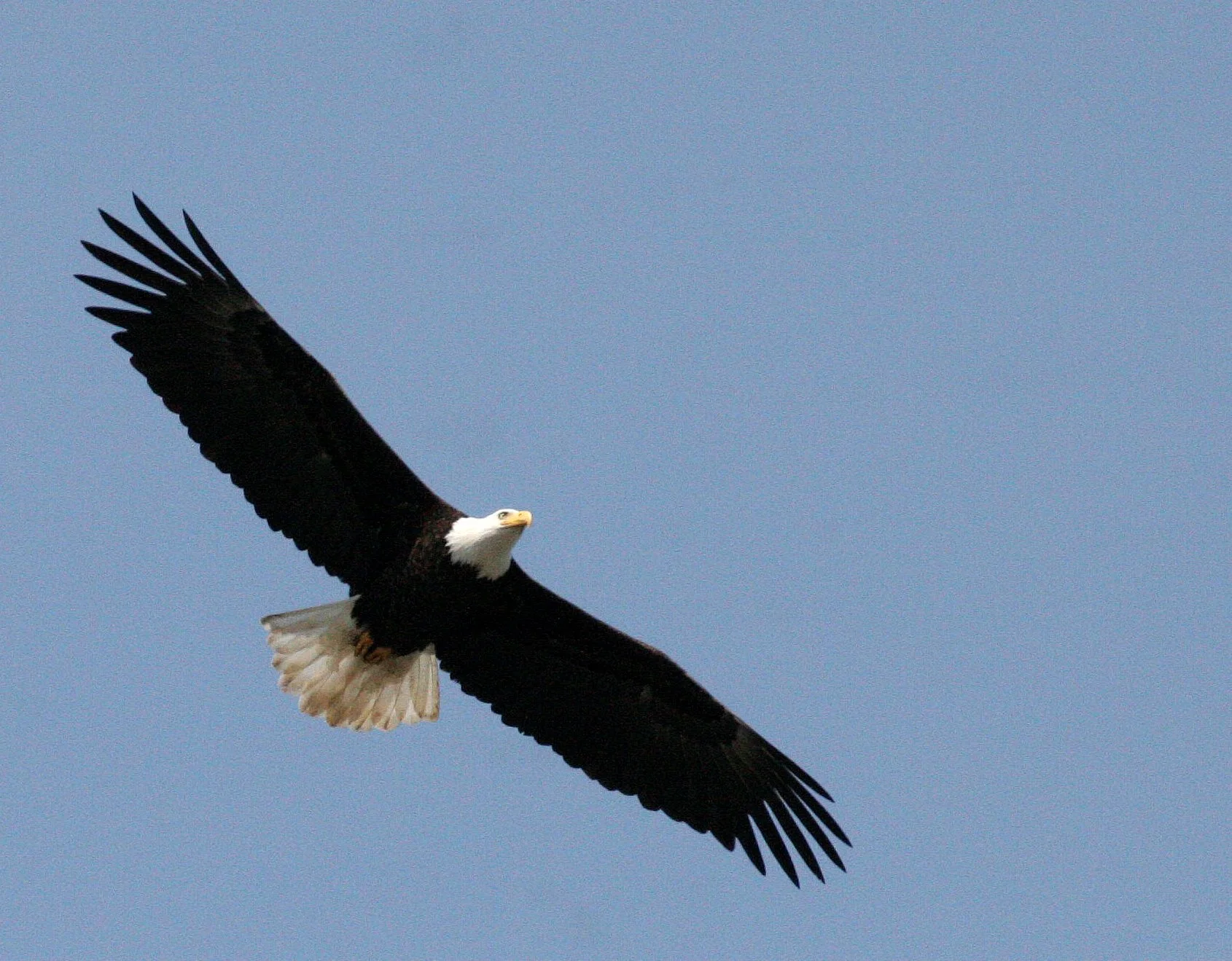 BIRD - EAGLE - BALD EAGLE - ELWHA RIVER MOUTH WASHINGTON (6).JPG