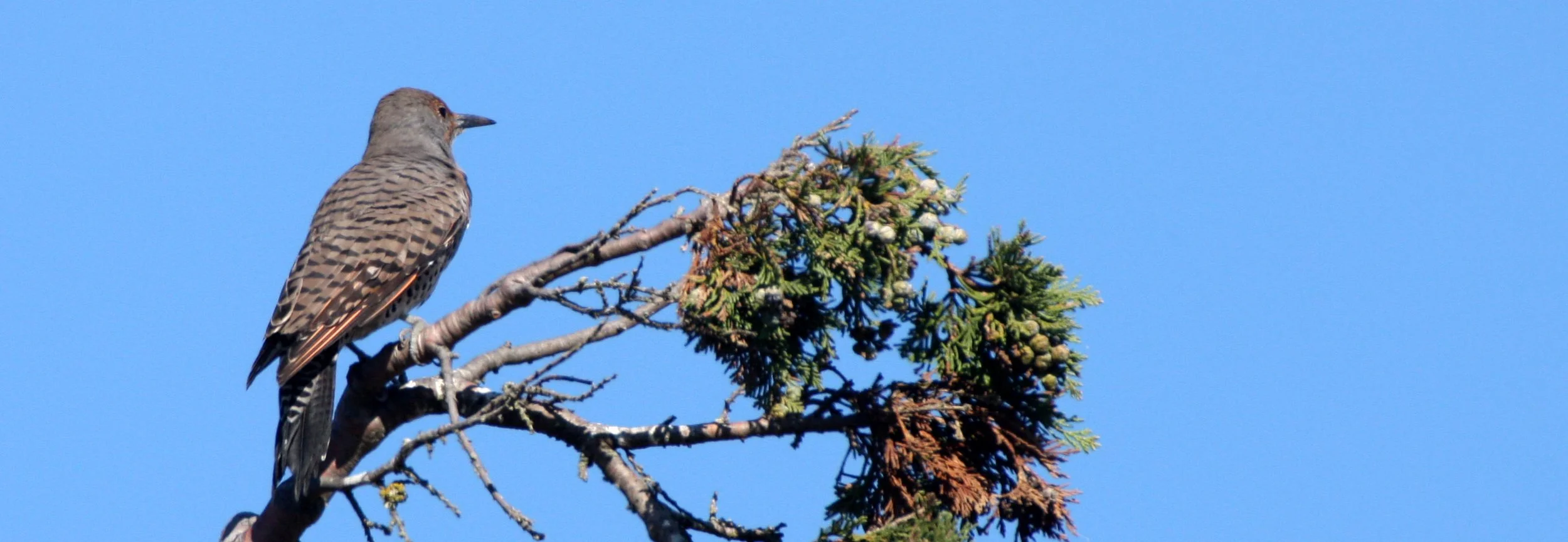 BIRD - WOODPECKER - FLICKER - NORTHERN FLICKER (7).JPG