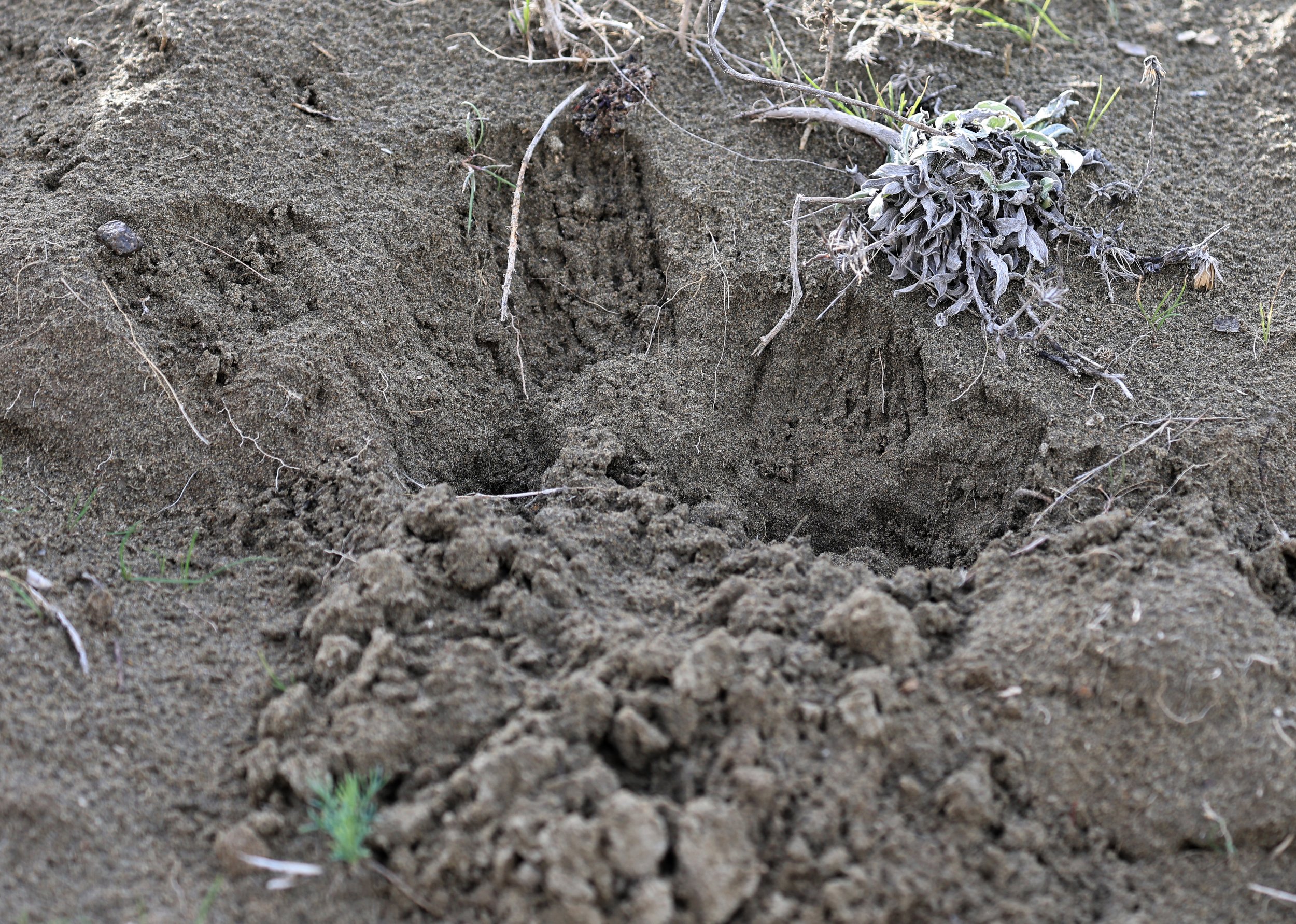 Large Hairy Armadillo Chaetophractus villosus) Valdes Peninsula, Chubut Province, Argentina .jpg