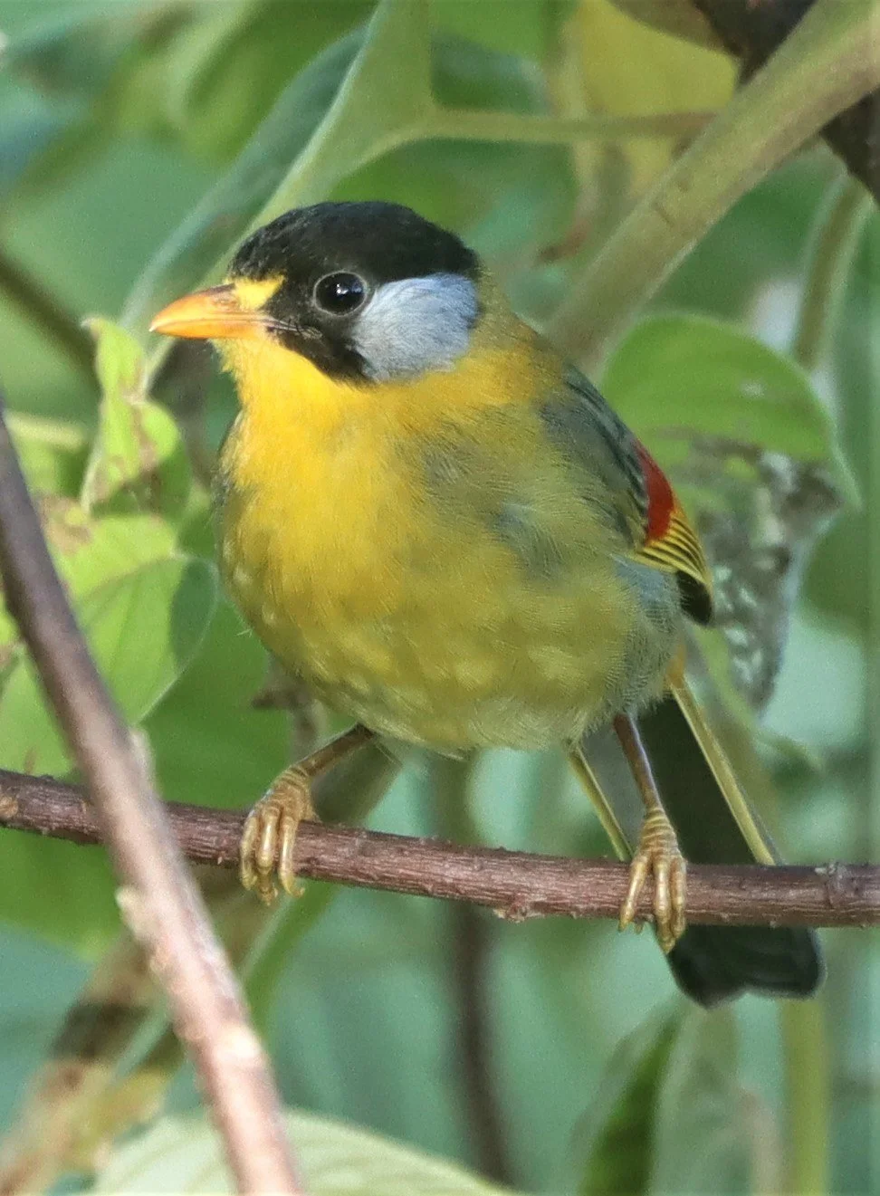 MESIA - SILVER-EARED MESIA - Leiothrix argentauris - DOI ANG KANG CHIANG MAI (19).jpg