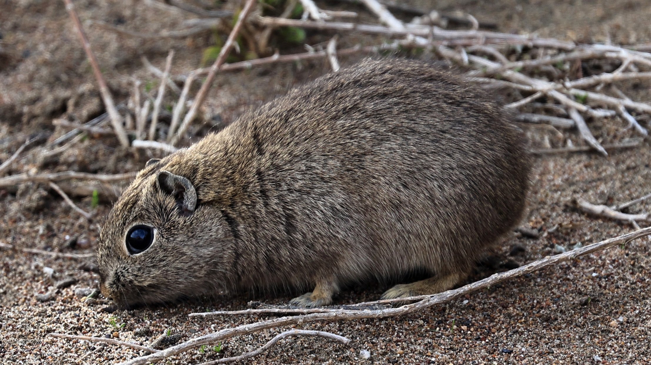 Southern Mountain Cavy (Microcavia australis) Valdes Peninsula, Chubut Province, Argentina Day 2 (1 (109).jpg