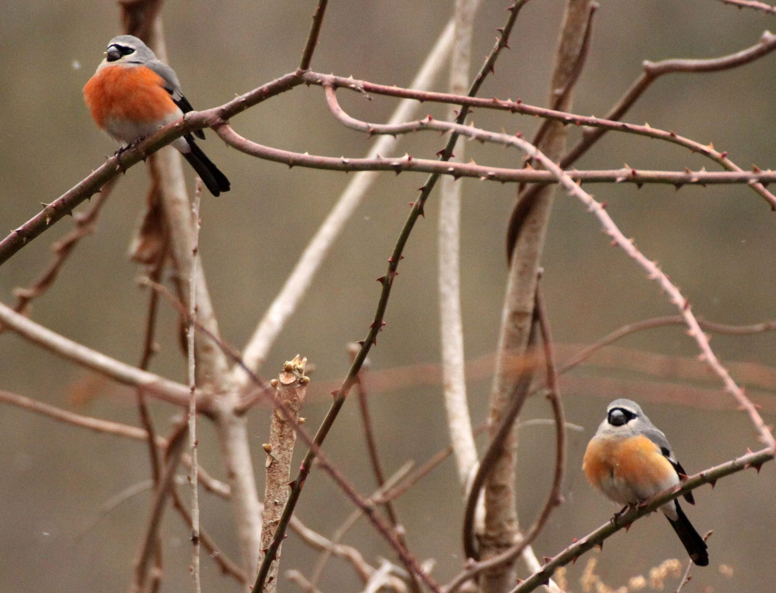 Grey-headed Bullfinch (Pyrrhula erythaca) foping Nature Reserve, Shaanxi China (2).JPG