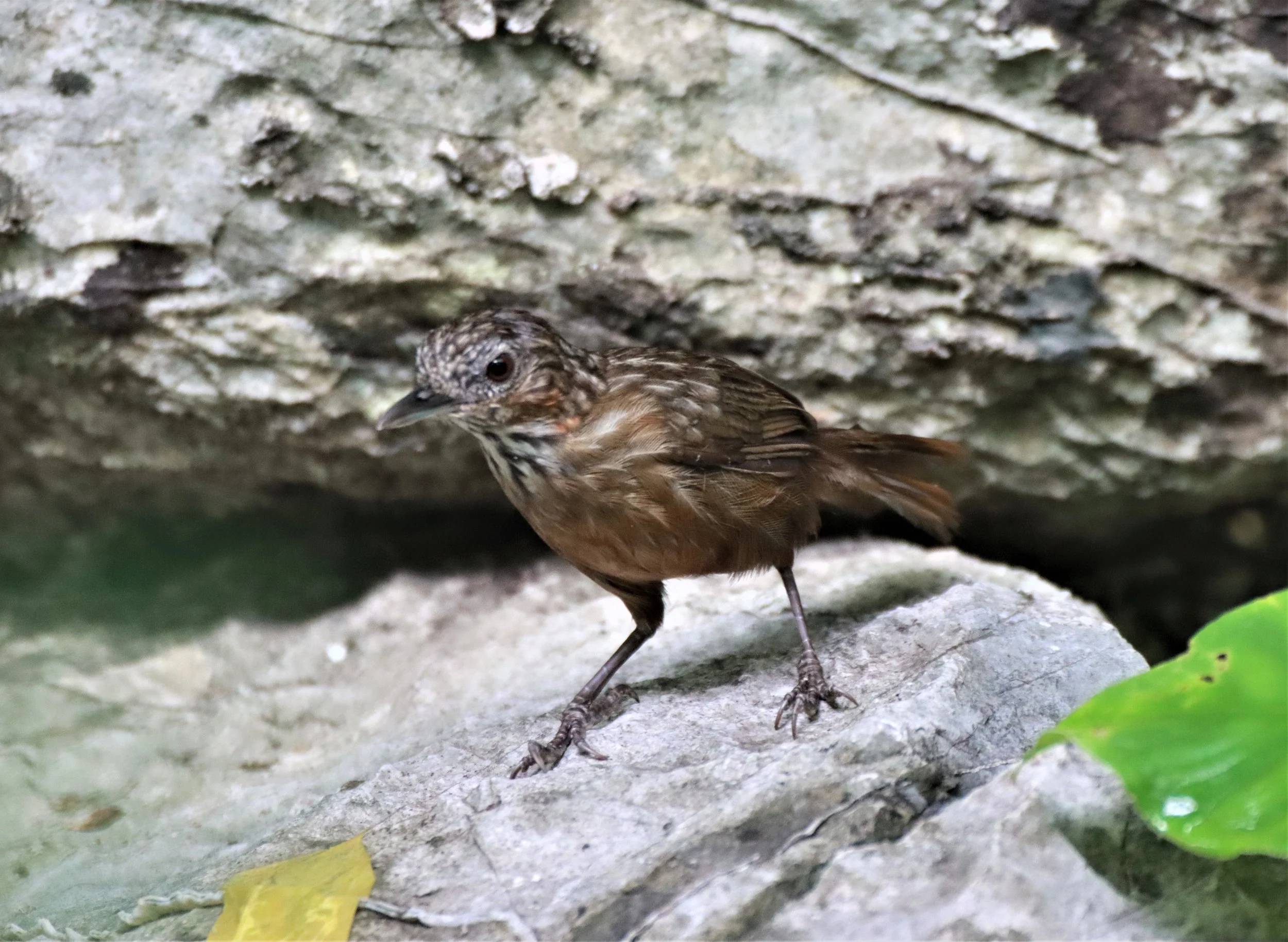 WREN-BABBLER - RUFOUS LIMESTONE WREN-BABBLER - Gypsophila calcicola - KHAO PHRA PHUTTHAPAT NOI SARABURI (12).jpg