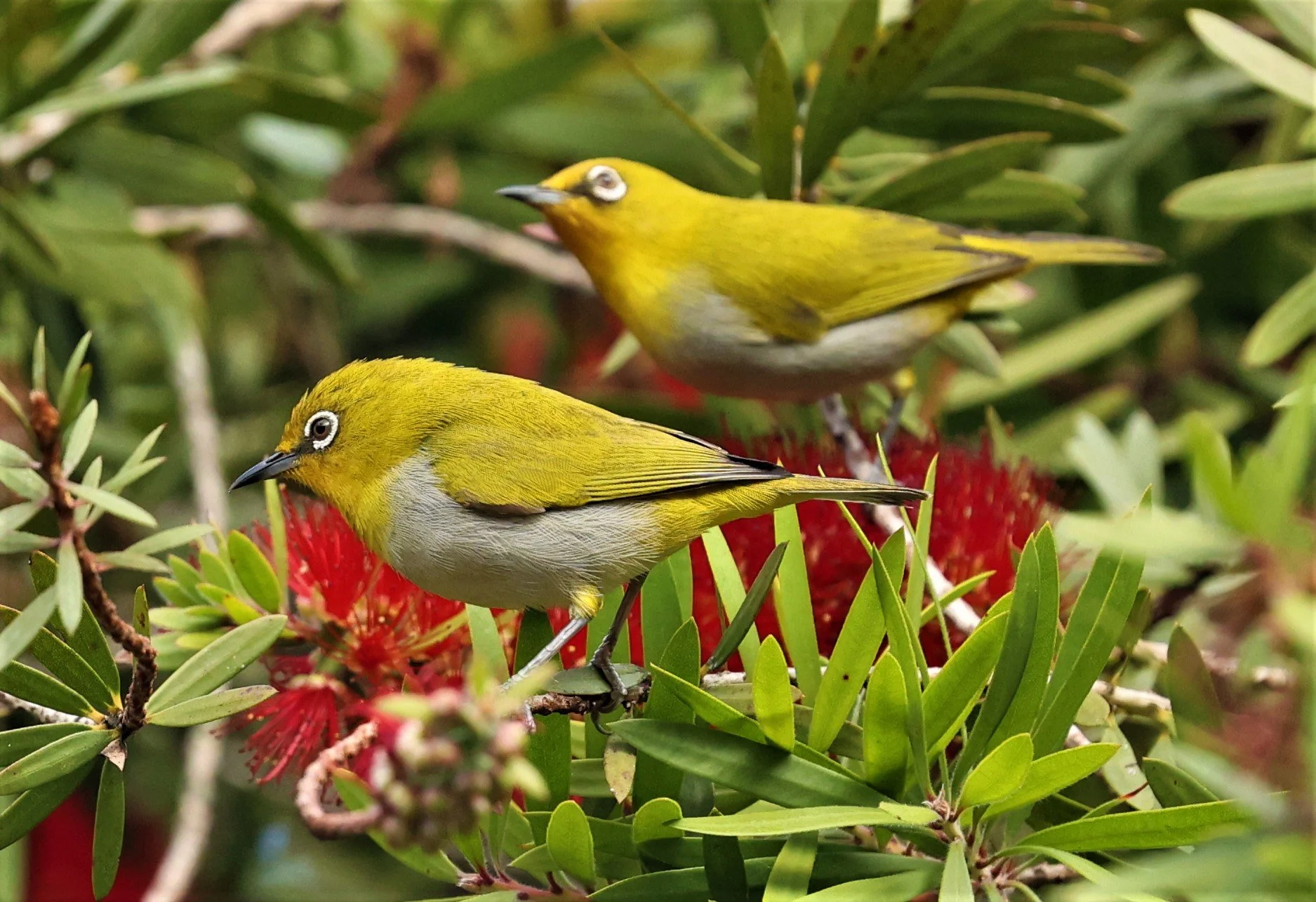 Indian White-eye (Zosterops palpebrosus) Doi Ang Kang Chiang Mai (27).jpg