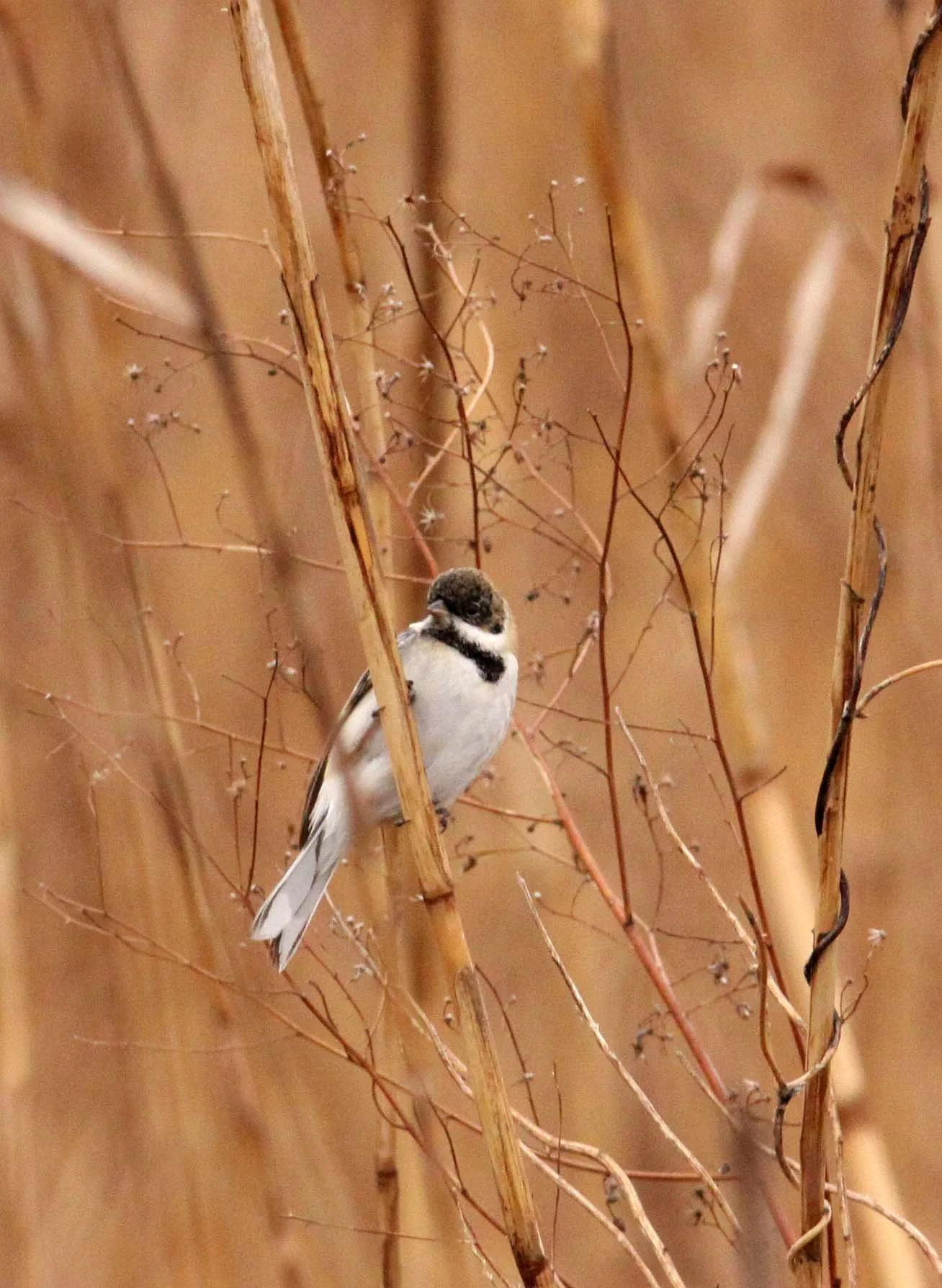 Pallas's (Reed) Bunting (Emberiza pallasi) Yancheng China (8).JPG