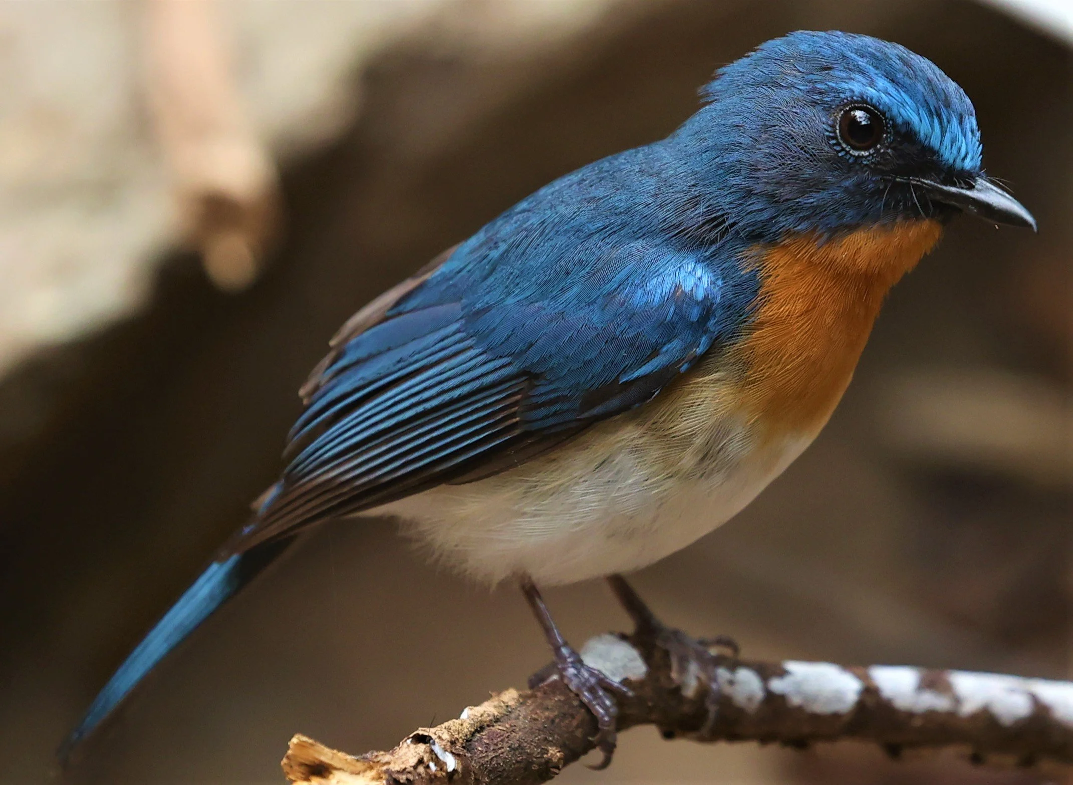 FLYCATCHER - INDOCHINESE BLUE-FLYCATCHER - Cyornis sumatrensis - SRI SATCHANALAI NP MANAO WATERHOLE MAY 1 2022 (39).jpg